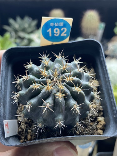 28实生登阳丸一颗