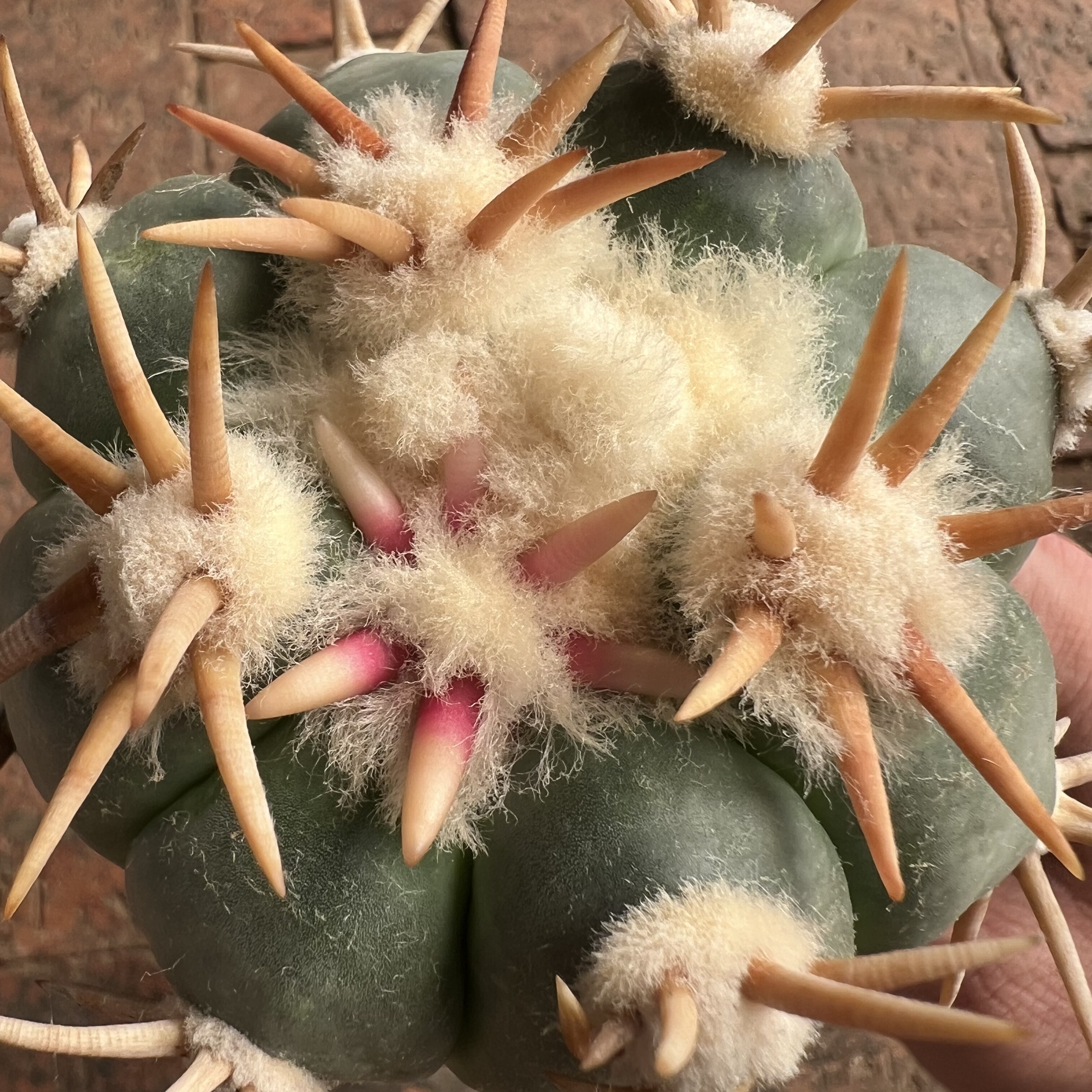 白刺翠平丸嫁接仙人球块根多肉植物绿植盆栽花卉龙舌兰卧牛