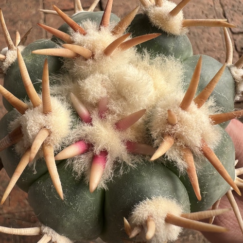白刺翠平丸嫁接仙人球块根多肉植物绿植盆栽花卉龙舌兰卧牛