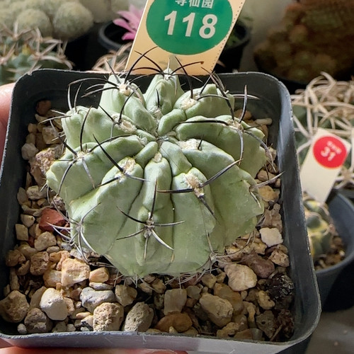 26实生黑刺白肌素妆玉4.6cm