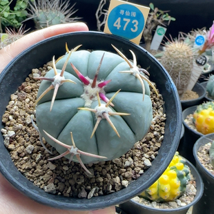 25实生翠平丸5.2cm