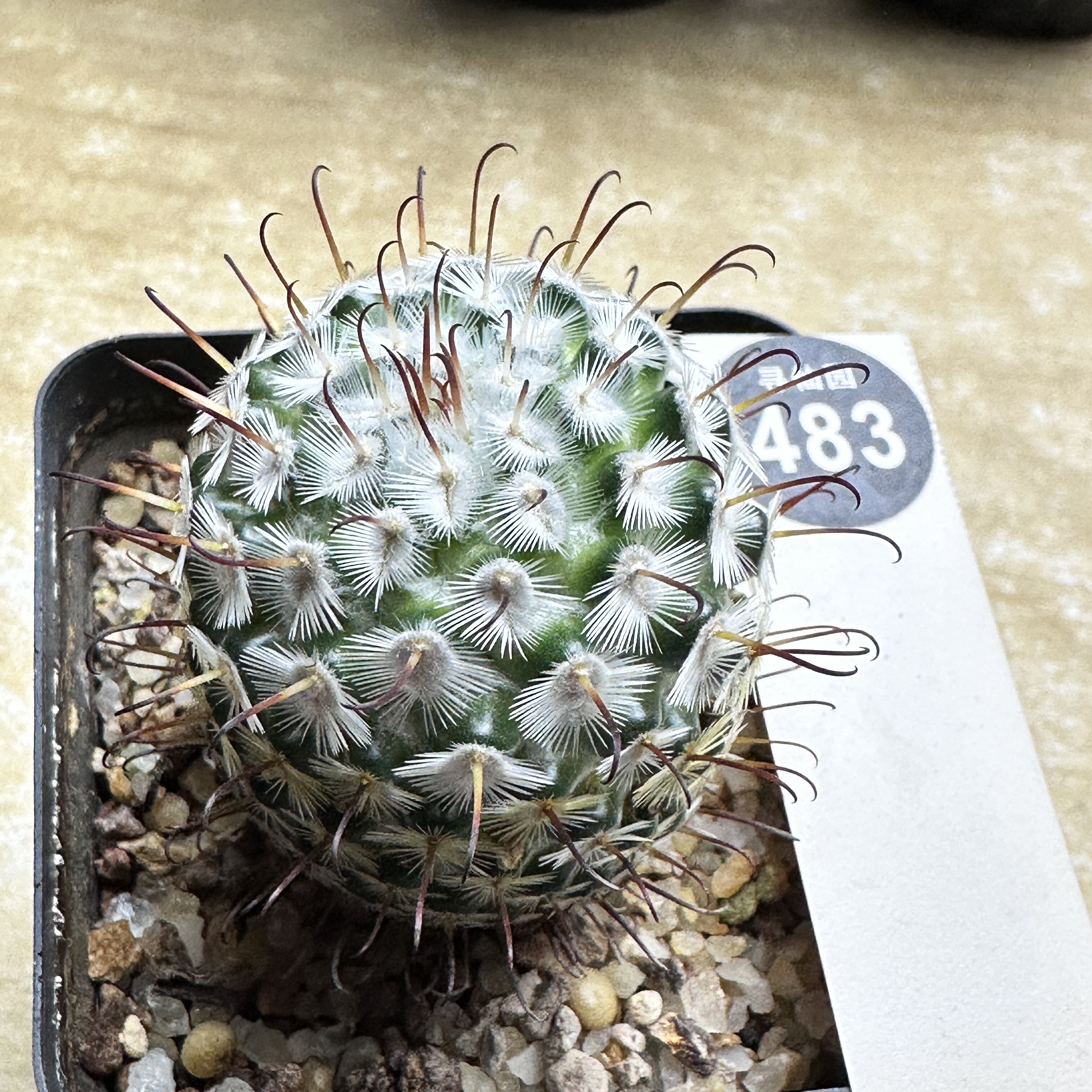 30实生优选曲刺佩雷3.7cm