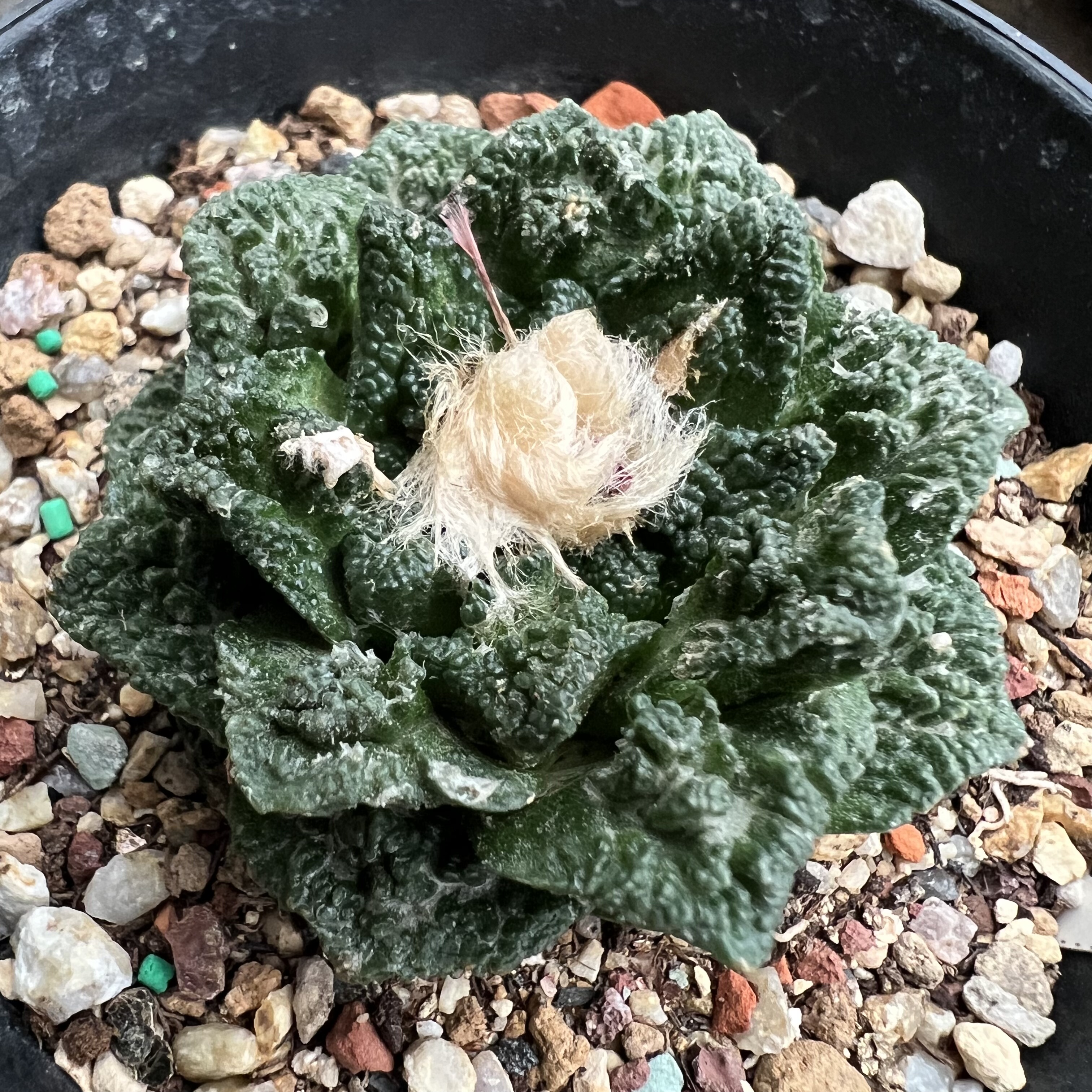 小萝卜根炸疣辛顿牡丹仙人球块根多肉植物绿植盆栽花卉龙舌兰卧牛