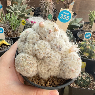 8实生鹤立羽白星群9.5cm