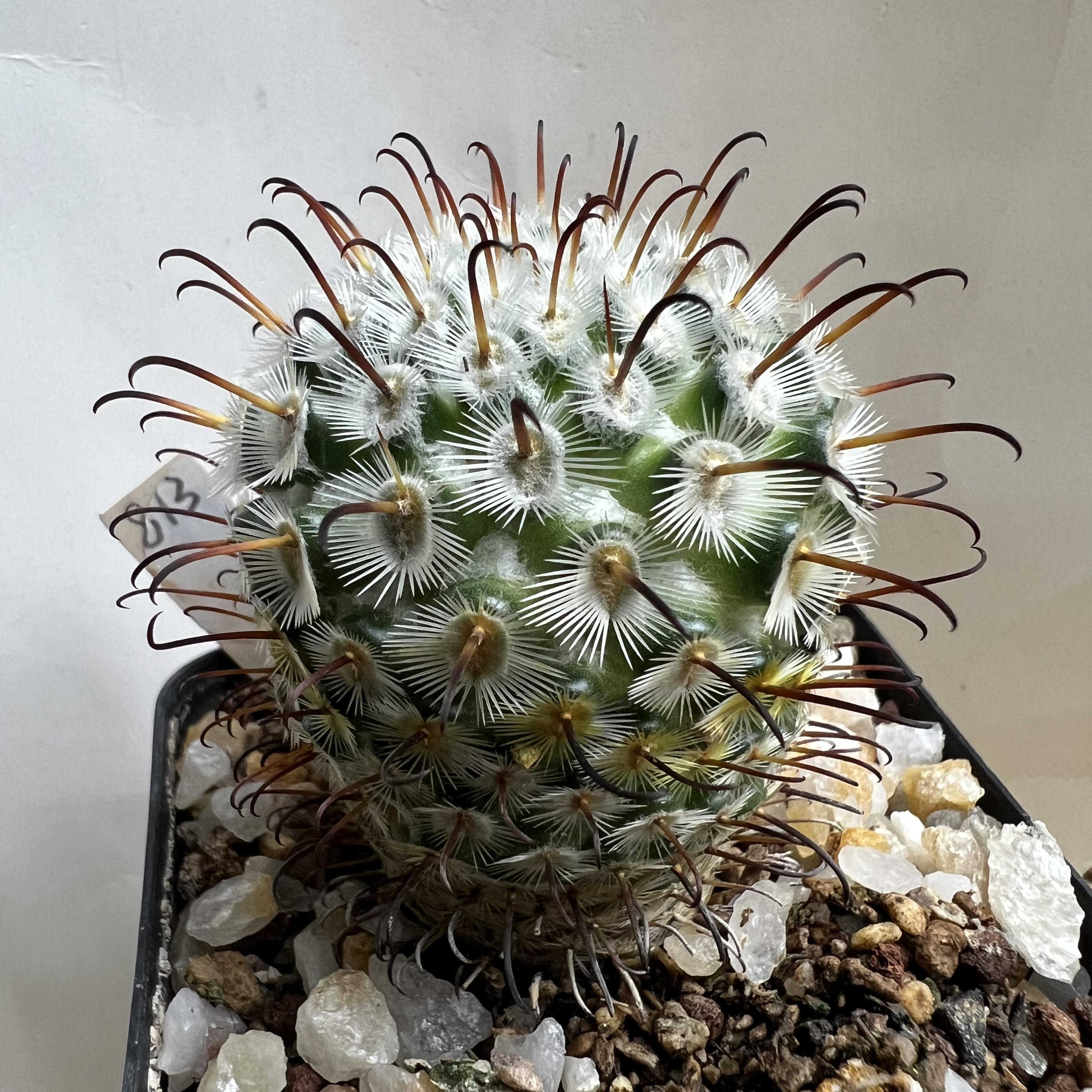 曲刺佩雷群实生防辐射仙人球块根多肉植物绿植盆栽花卉龙舌兰