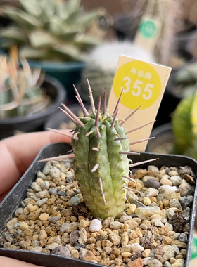 22实生猛刺大戟一棵