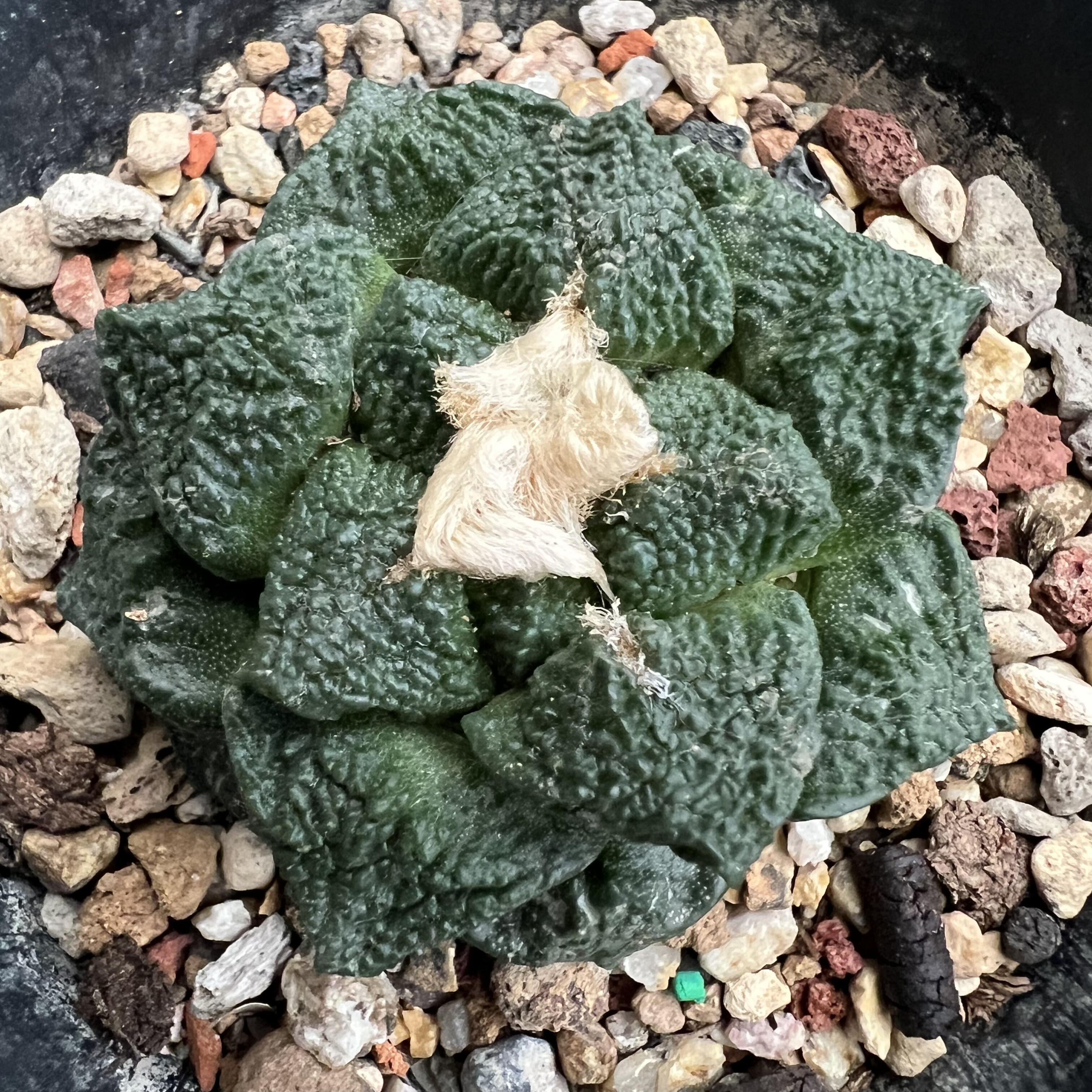 蛤蟆皮连山牡丹自根仙人球块根多肉植物绿植盆栽花卉龙舌兰卧牛