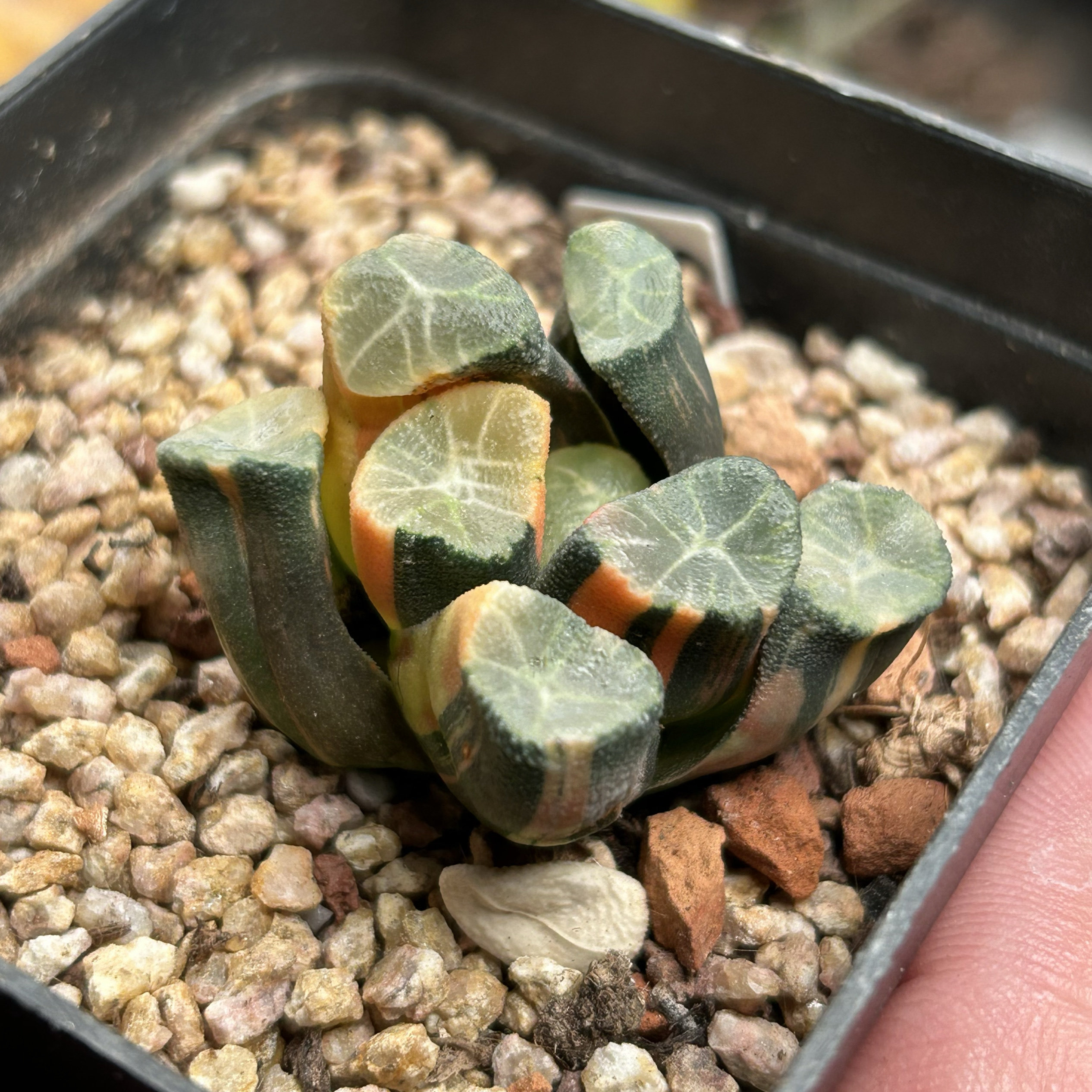 万象锦十二卷卧牛仙人球块根多肉植物绿植盆栽花卉