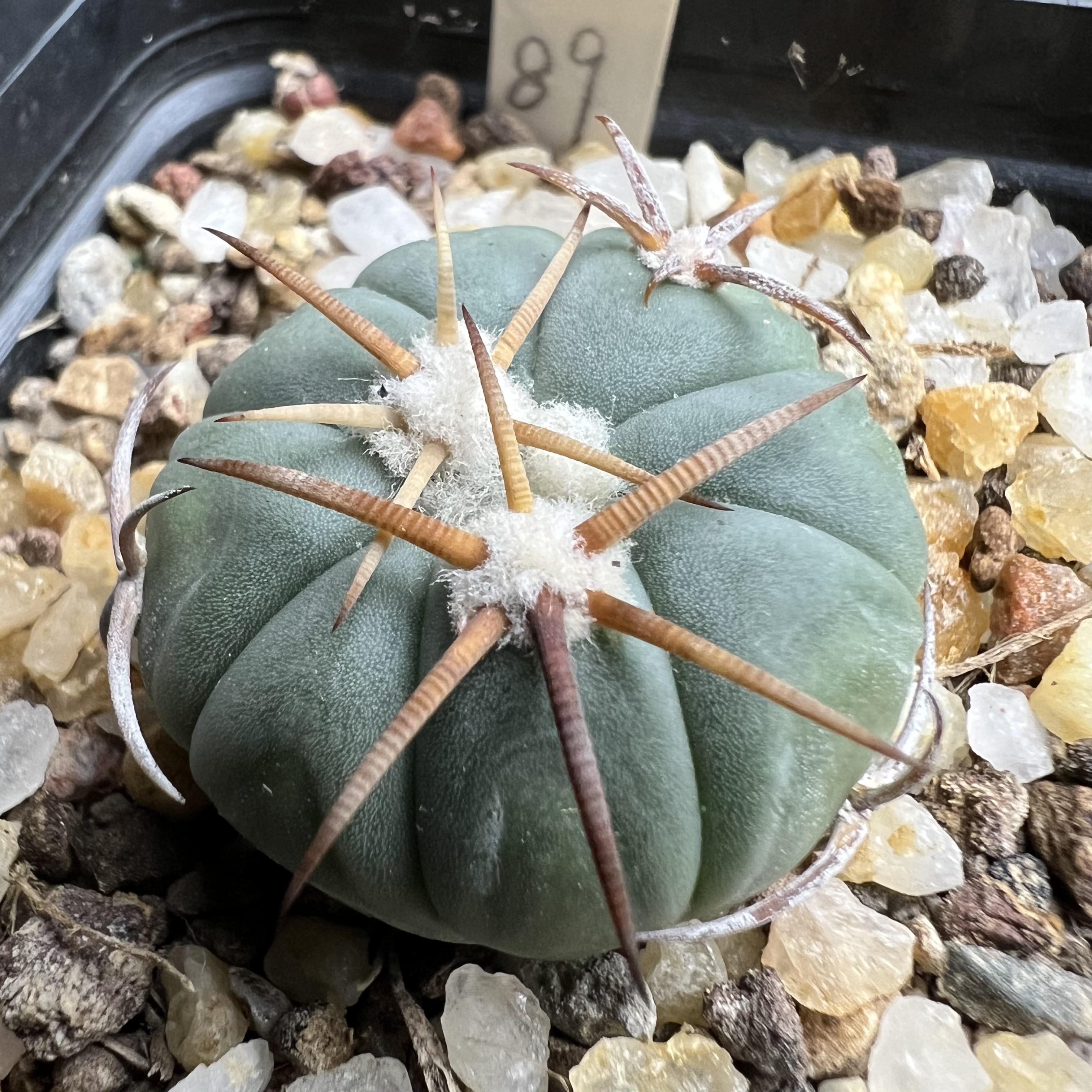 翠平丸实生防辐射仙人球块根多肉植物绿植盆栽花卉龙舌兰