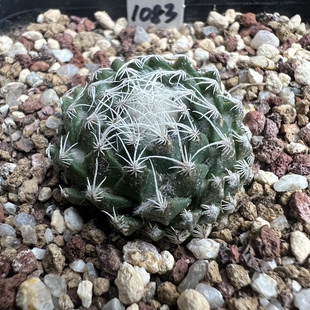 银牡丹自根防辐射仙人球块根多肉植物绿植盆栽花卉龙舌兰