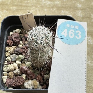 13实生带中刺马贼1.3cm