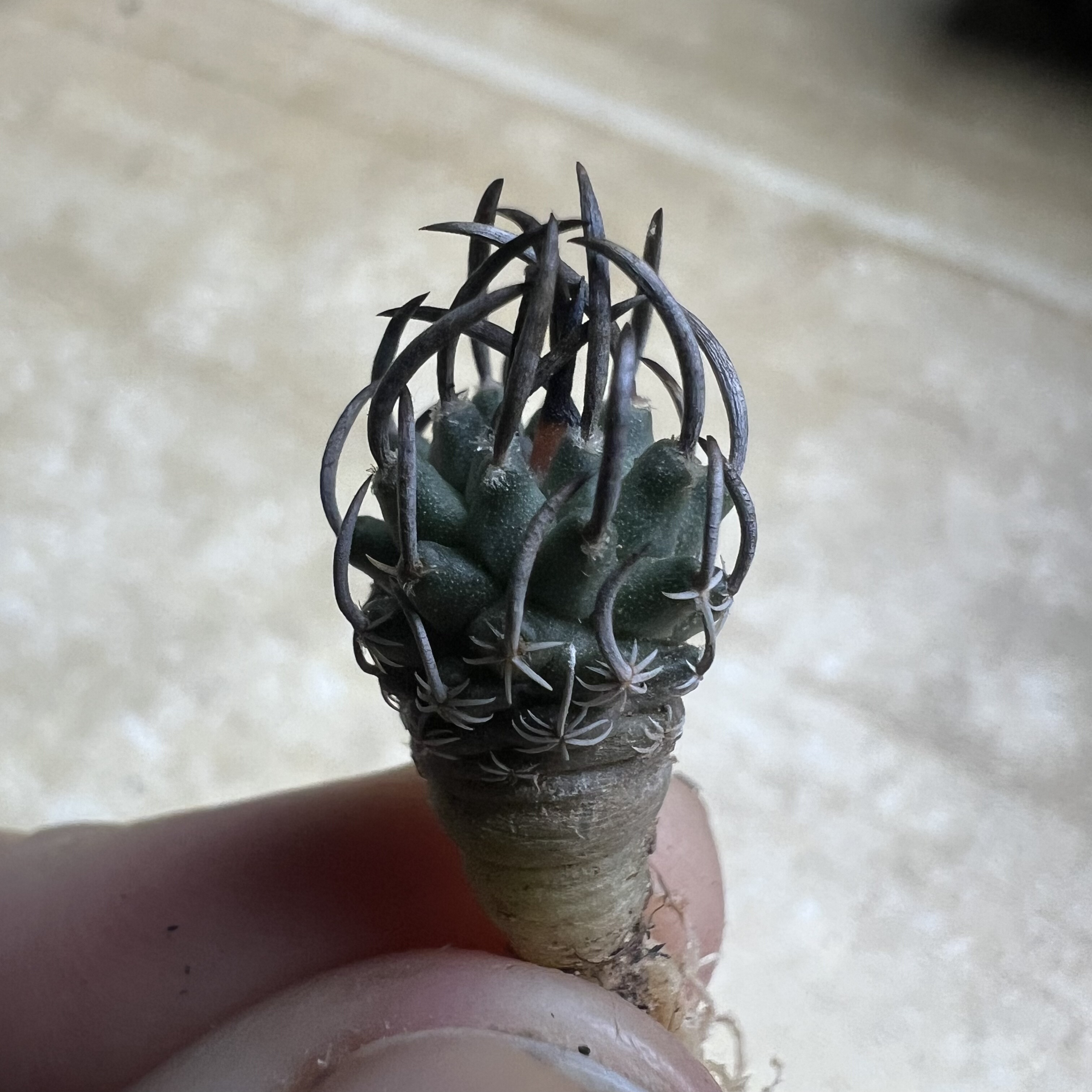 量拍伯德克BEO直刺升龙娇丽仙人球多肉植物花卉绿植盆栽阳台好养