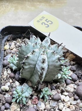 24实生落雪白衣魁伟玉群4.4cm