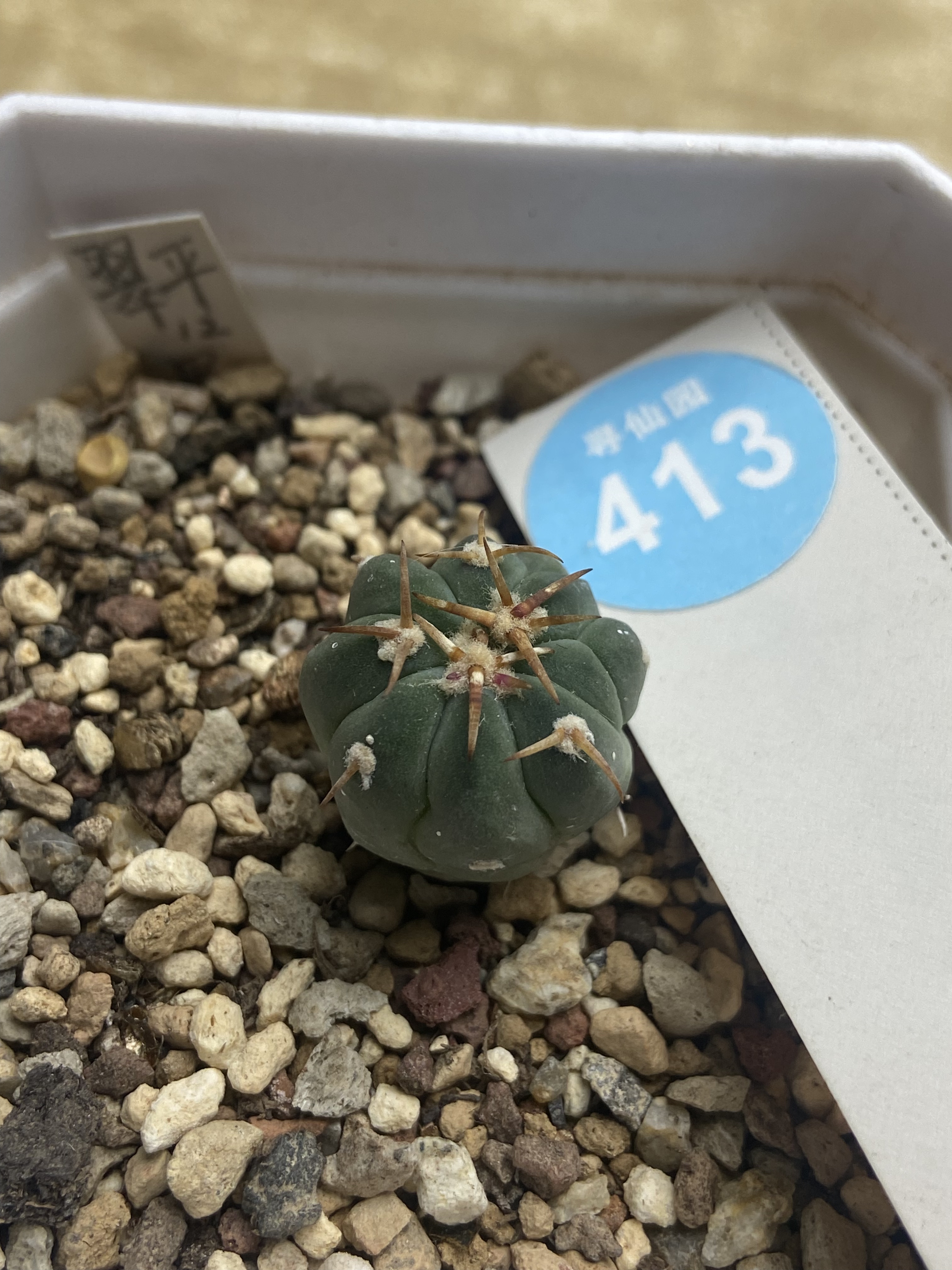 30实生豪刺翠平丸1.8cm