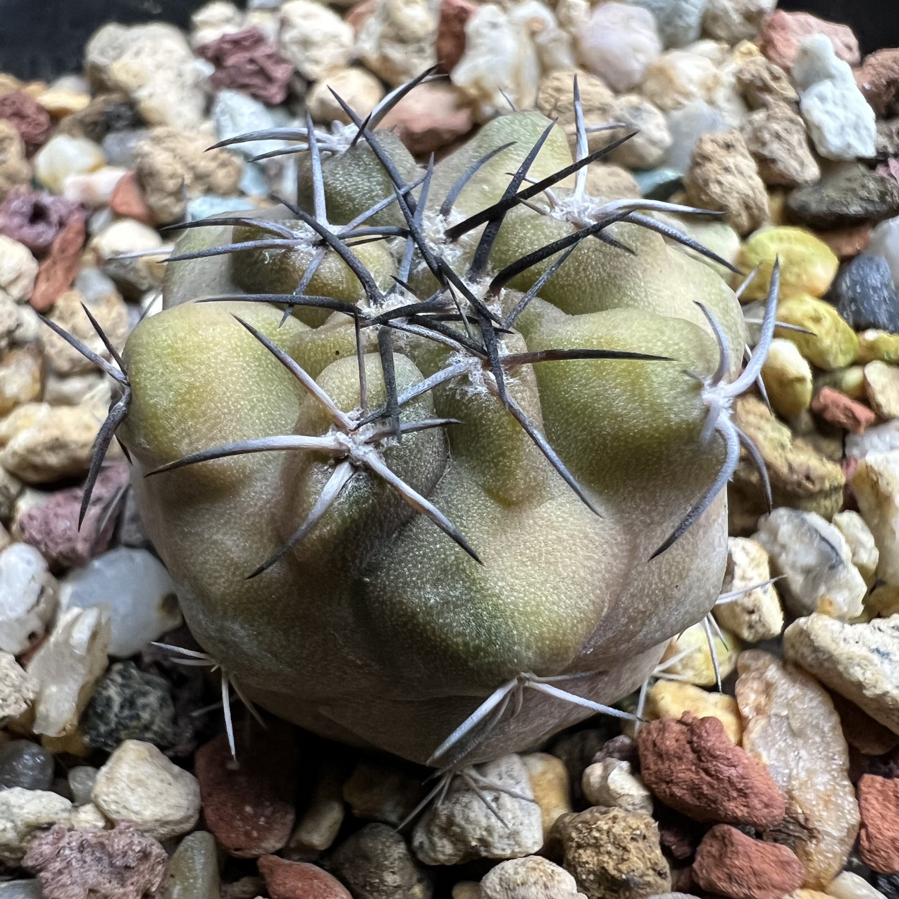 龙爪球锦实生防辐射仙人球块根多肉植物绿植盆栽花卉龙舌兰