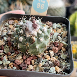 12实生刘氏丸娇丽有雀斑4cm