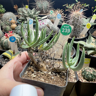 26实生老桩万物想