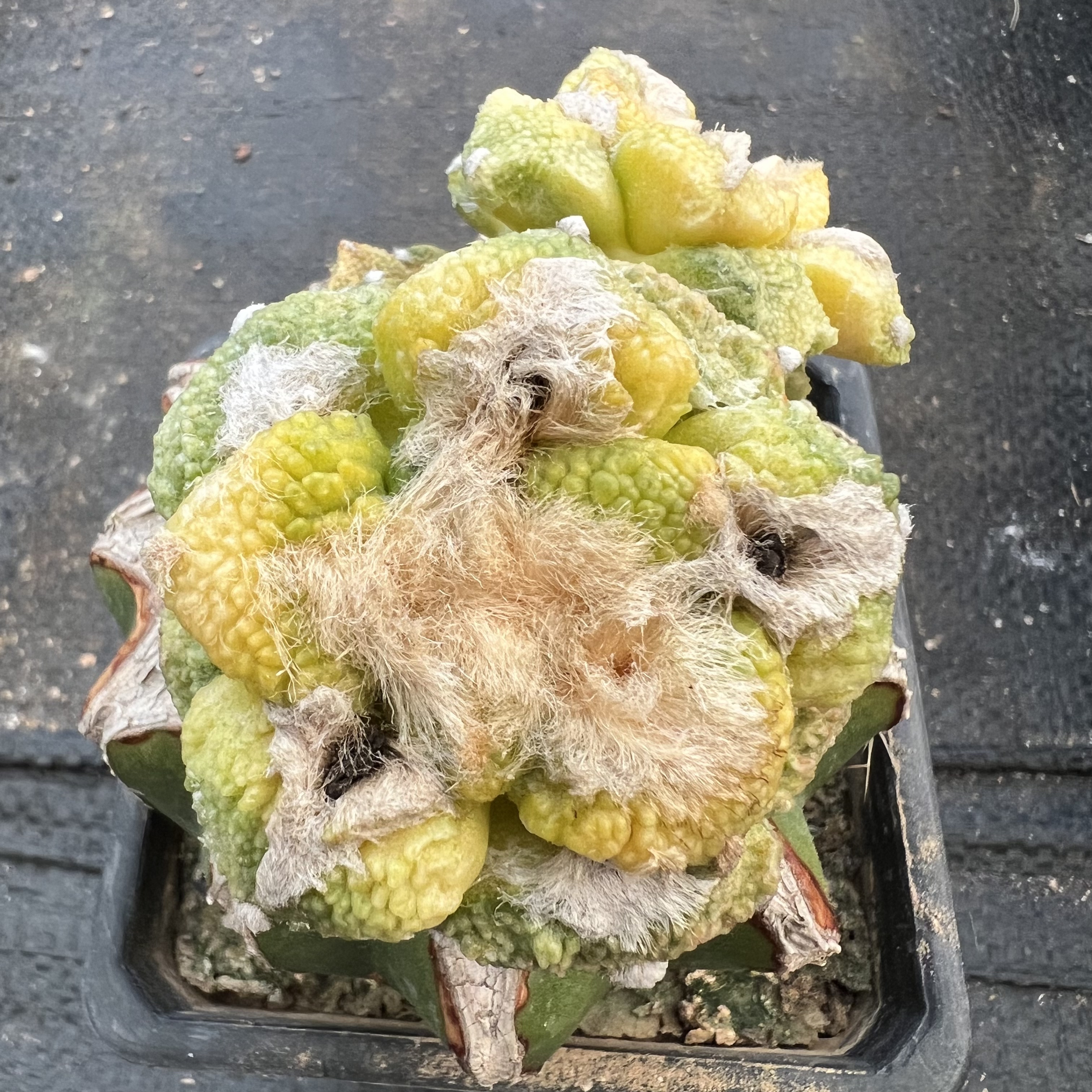 牡丹锦群嫁接防辐射仙人球块根多肉植物绿植盆栽花卉