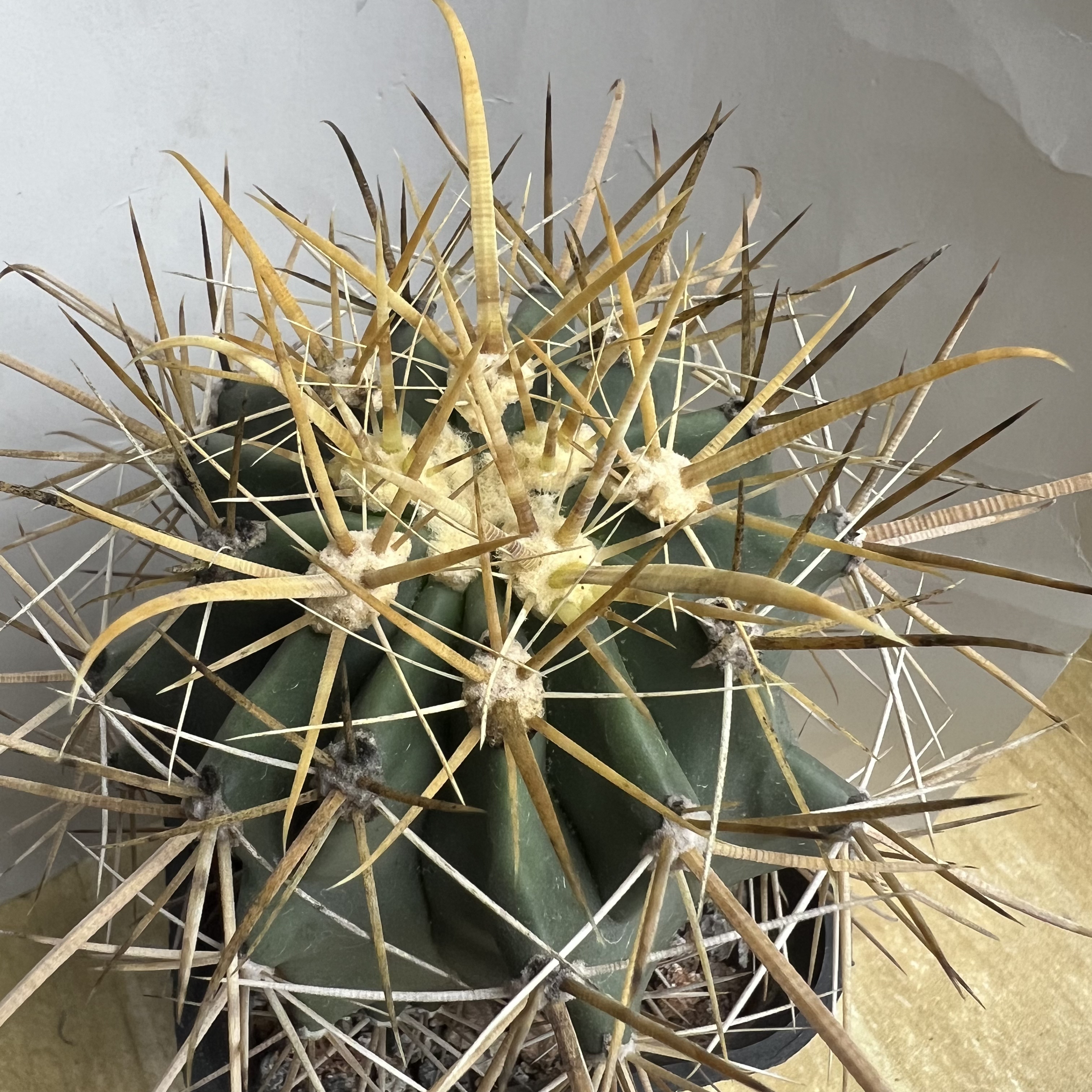 输入强刺金冠龙防辐射仙人球块根多肉植物绿植盆栽花卉龙舌兰