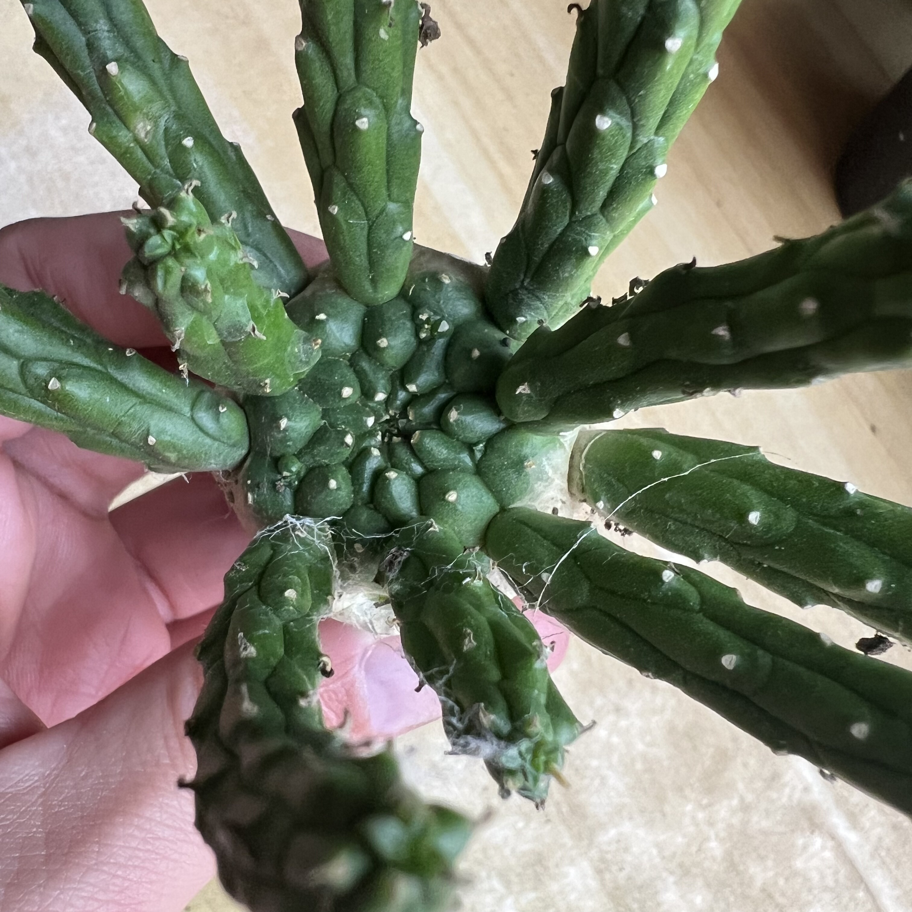 九头龙大戟实生仙人球块根多肉植物绿植盆栽花卉龙舌兰卧牛