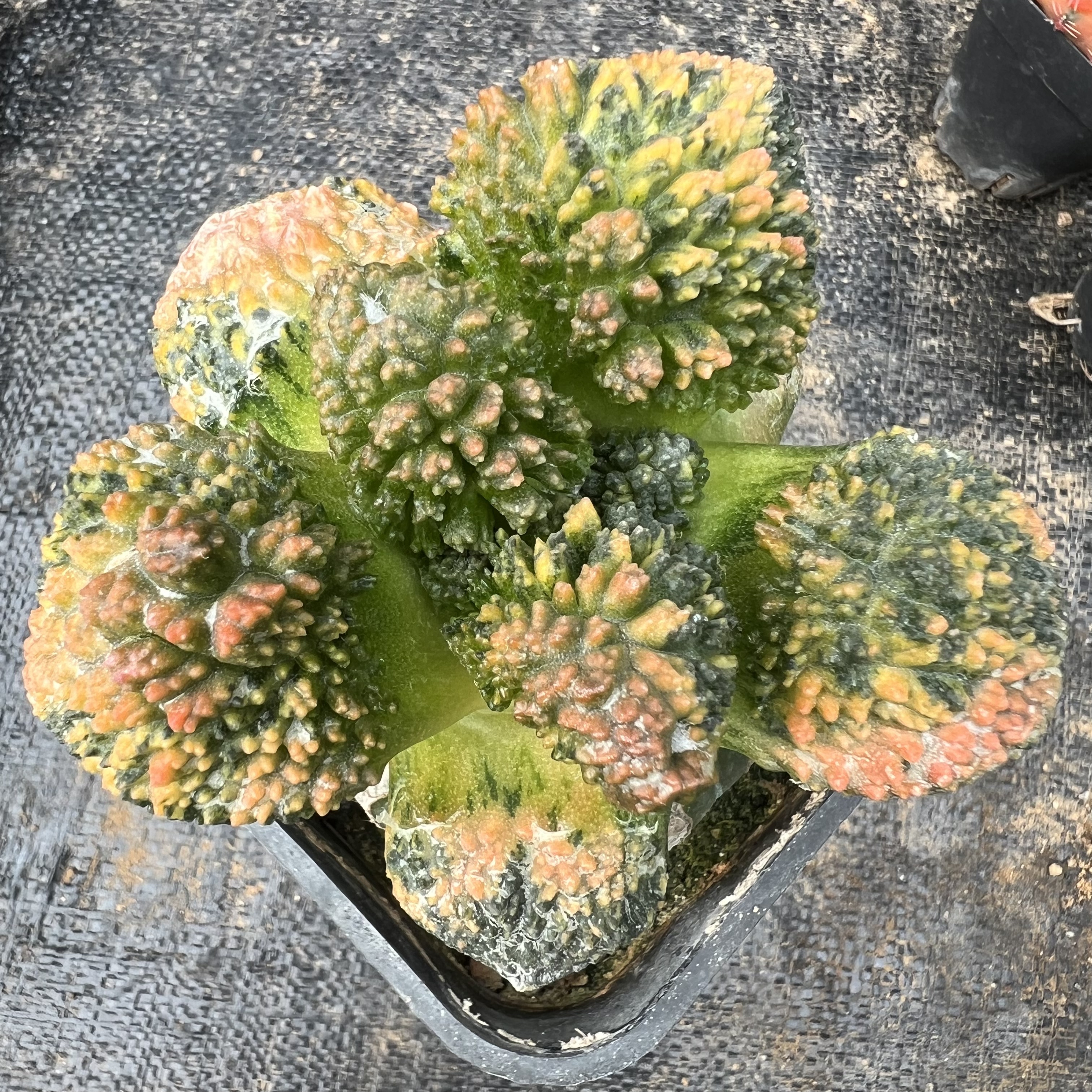 菜花牡丹散斑锦草球嫁接防辐射仙人球块根多肉植物绿植盆栽花卉