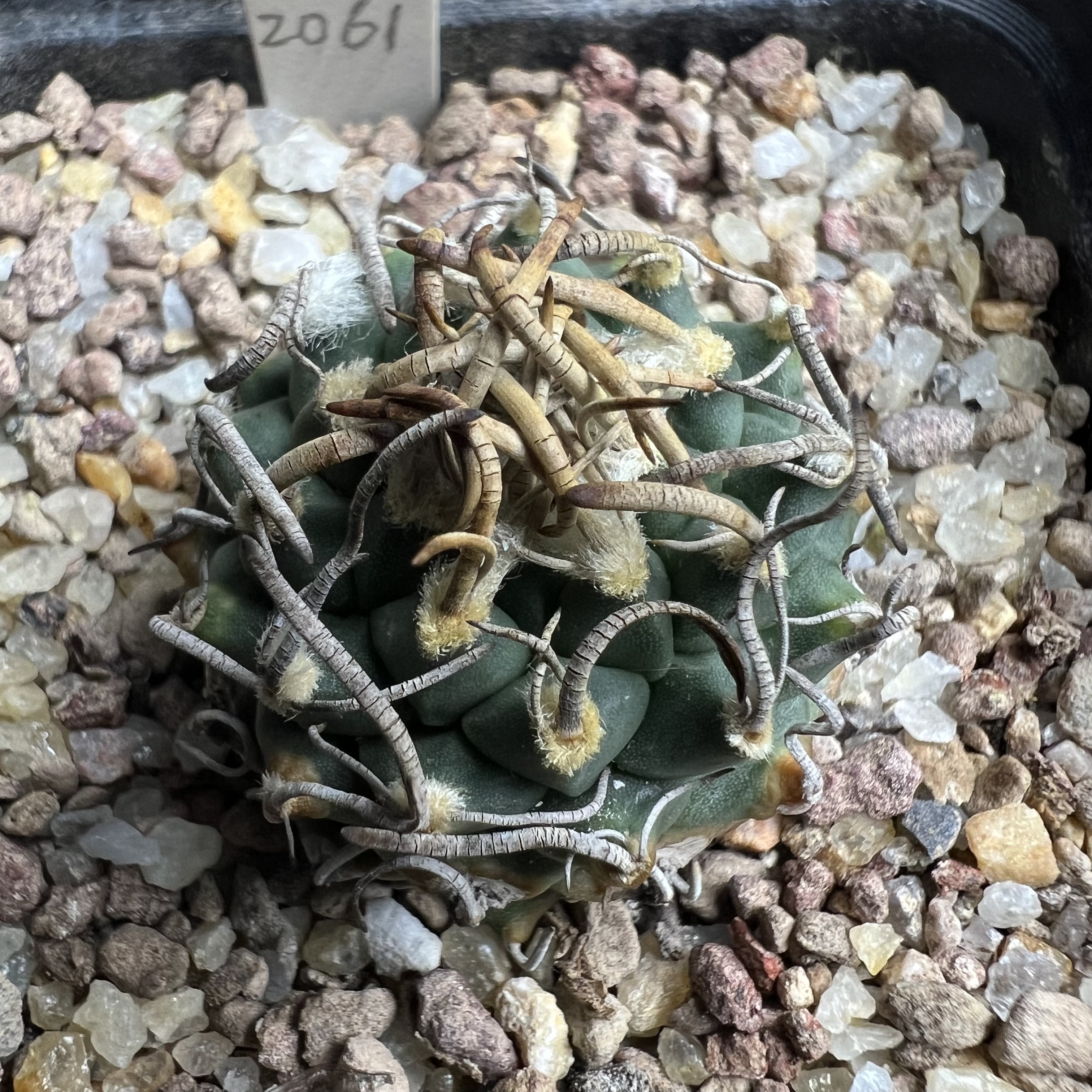 长粗卷刺安德森娇丽实生防辐射仙人球块根多肉植物绿植盆栽花卉