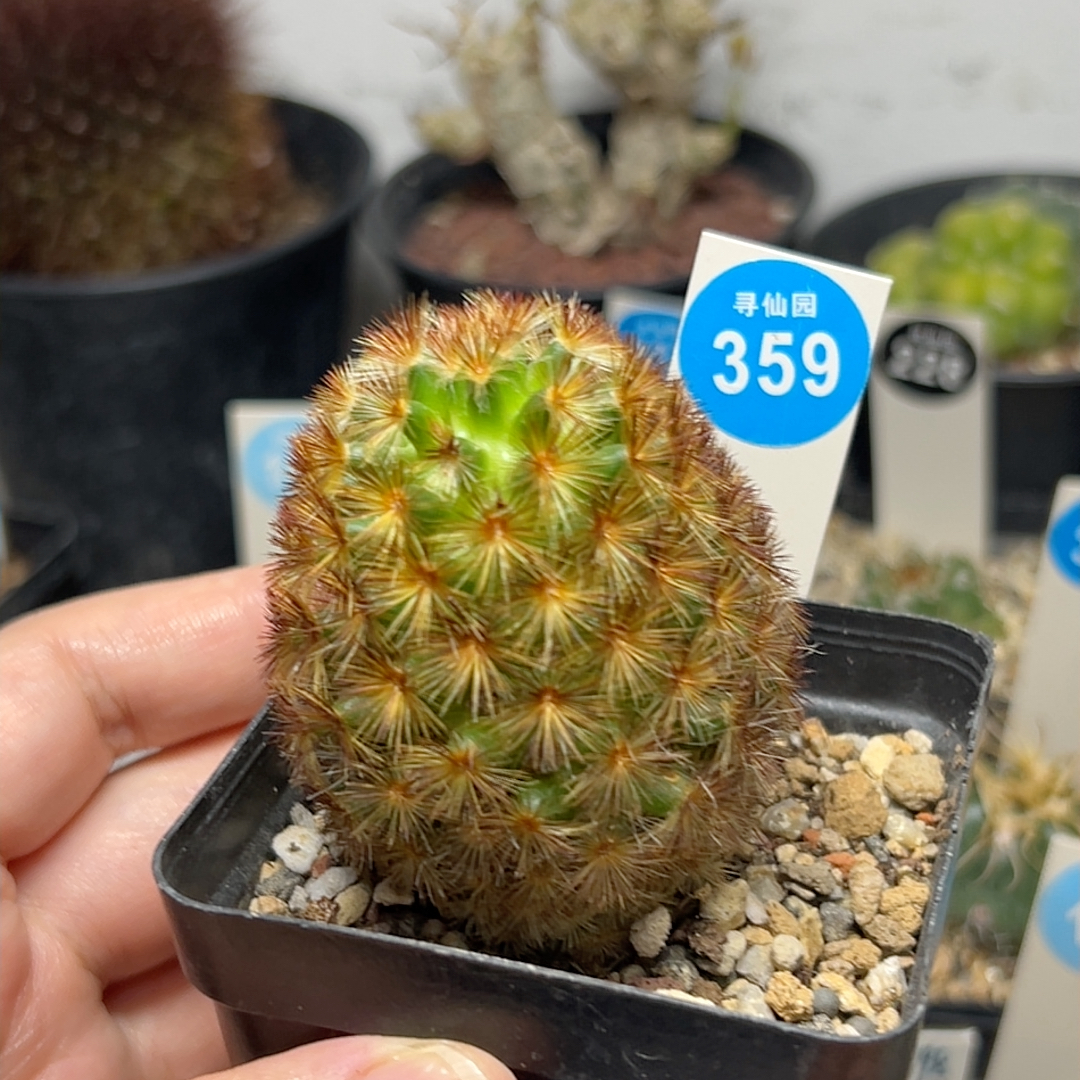 20佛头嘉文丸一颗