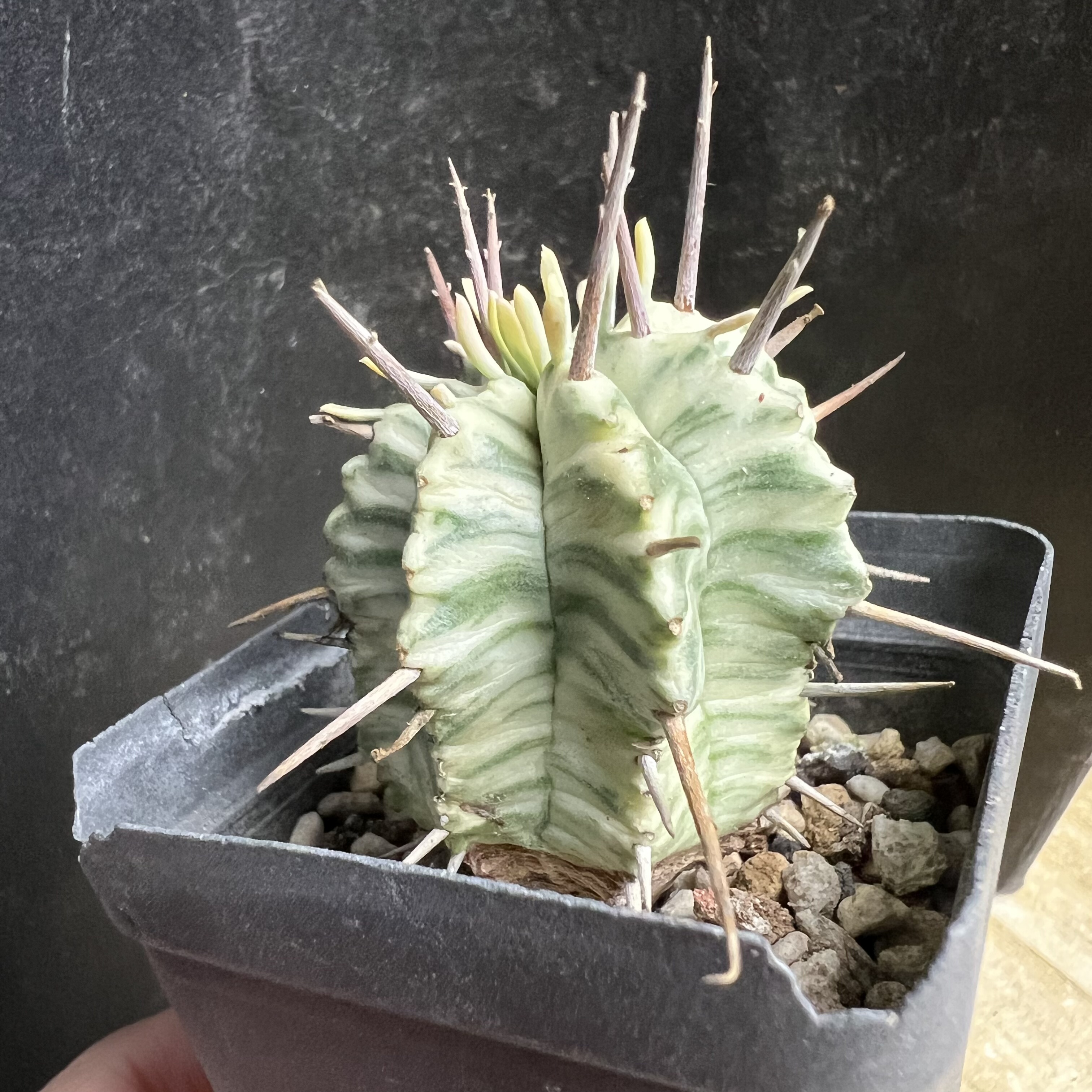 斑马锦大戟仙人球块根多肉植物绿植盆栽花卉龙舌兰卧牛