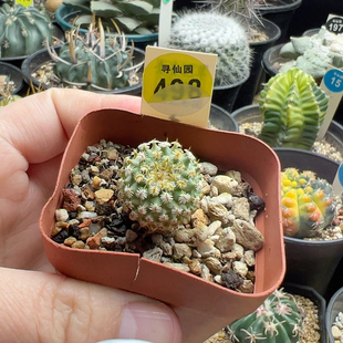 13实生海胆娇丽2.1cm