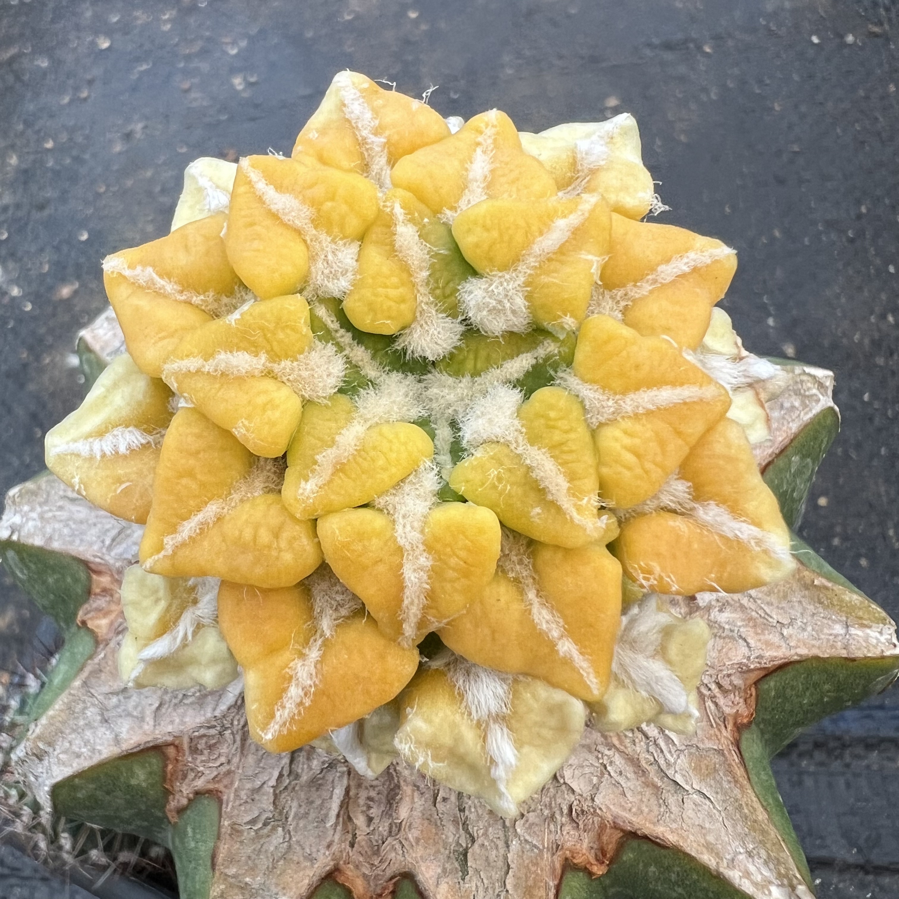 大疣黑牡丹锦嫁接防辐射仙人球块根多肉植物绿植盆栽花卉