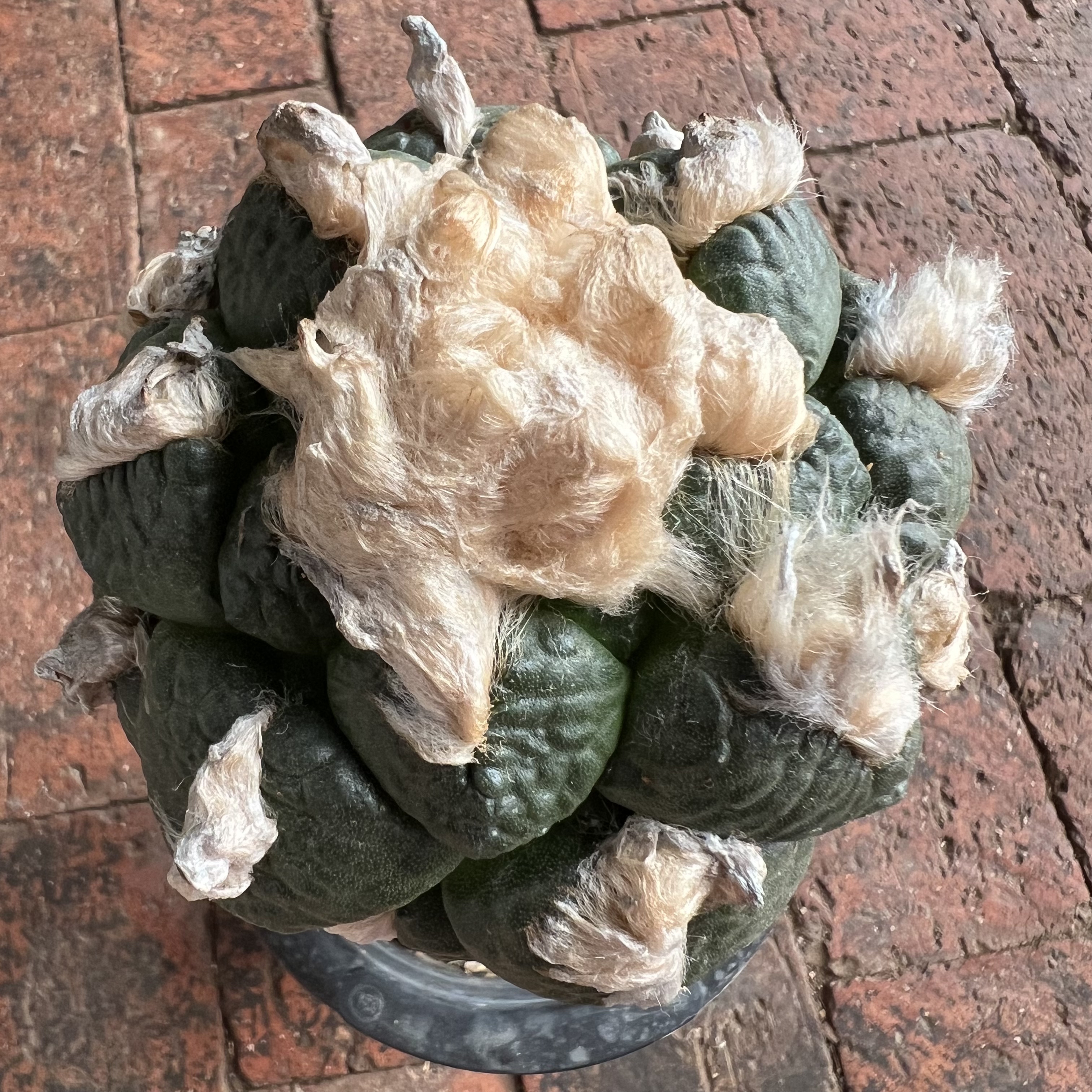 优选蛋疣连山牡丹嫁接实生防辐射仙人球块根多肉植物绿植盆栽花卉