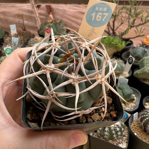 30实生狂粗刺碧岩玉6.1cm