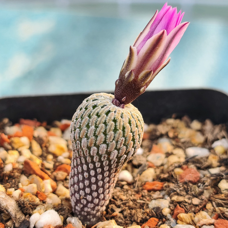 红花精巧殿多肉实生仙人球植物绿植盆栽寻仙园阳台窗台防辐射美观