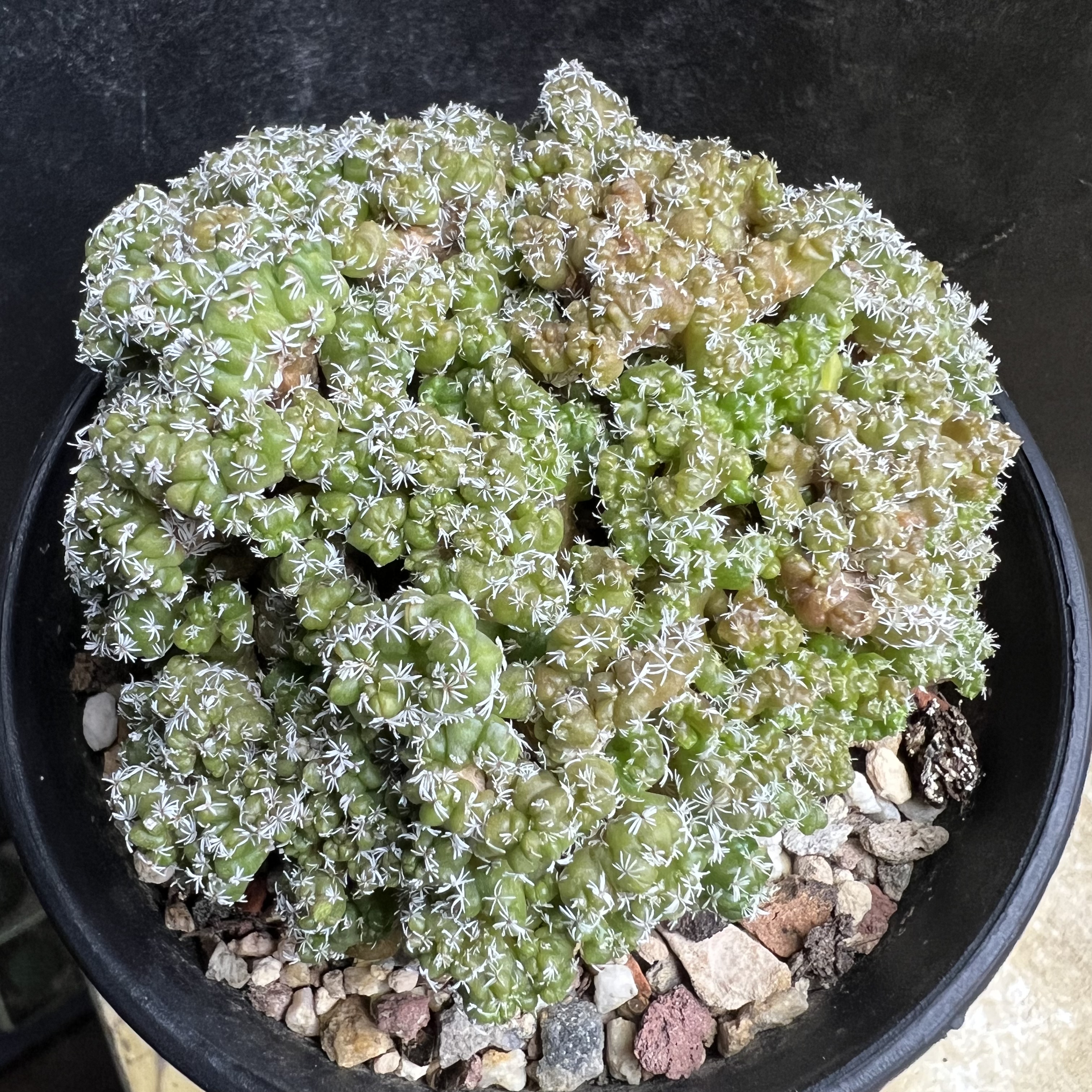 娇丽缀化石化群实生仙人球块根多肉植物绿植盆栽花卉