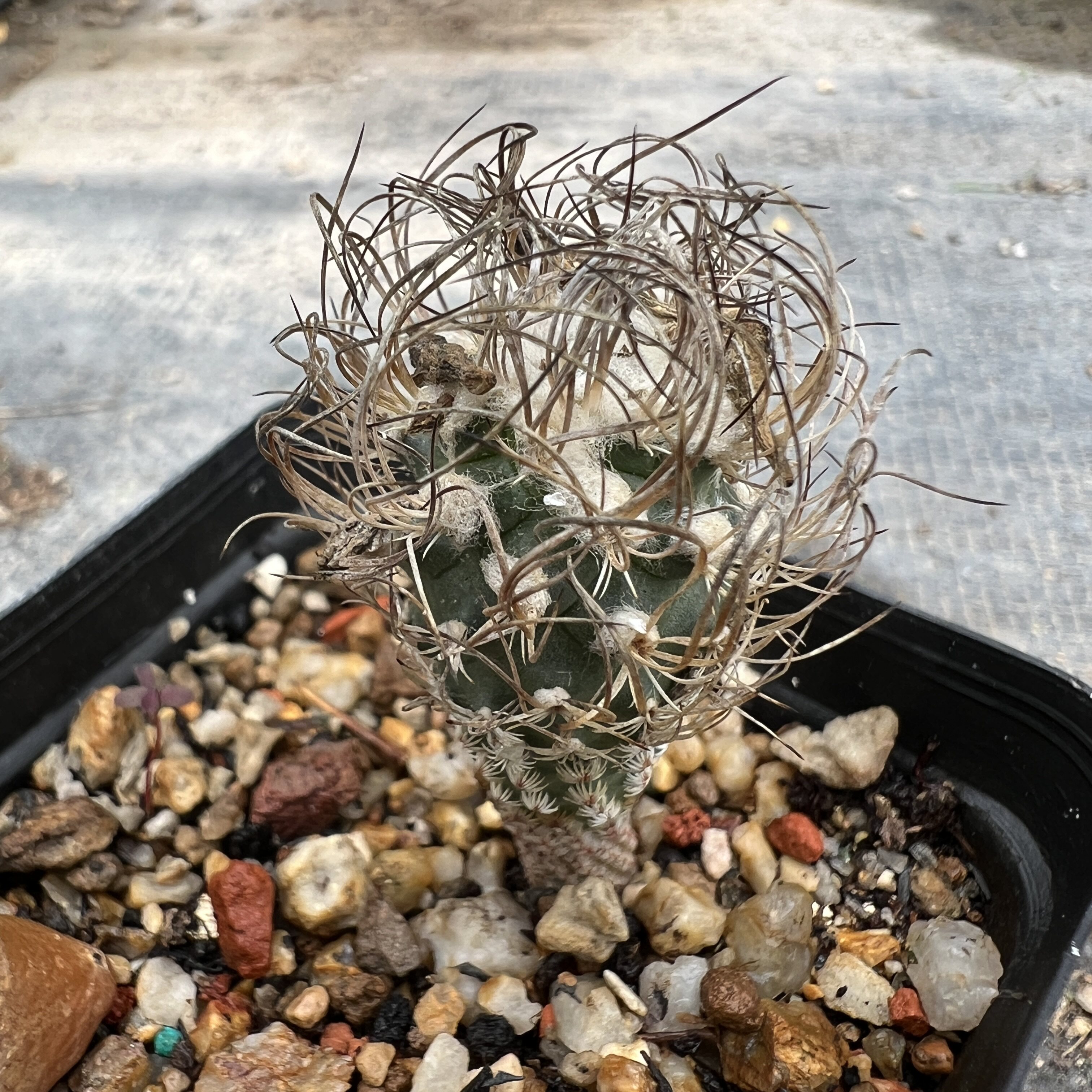 迷你老牧师实生量拍防辐射仙人球块根多肉植物绿植盆栽花卉龙舌兰