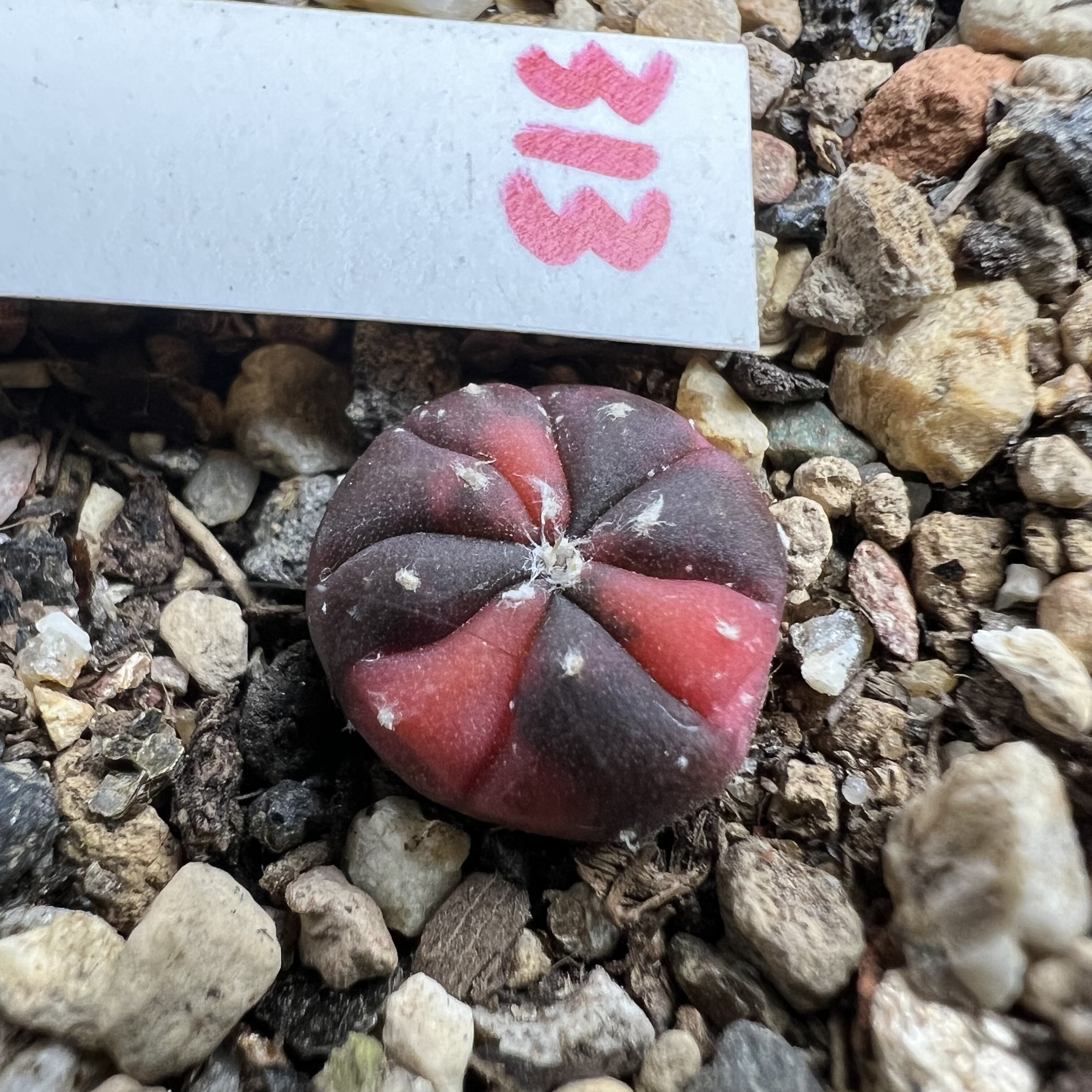 红兜锦实生仙人球块根多肉植物绿植盆栽花卉龙舌兰卧牛