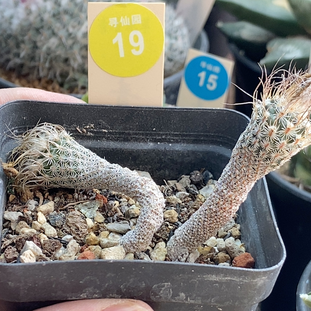 17实生老迷你牧师两颗仙人球