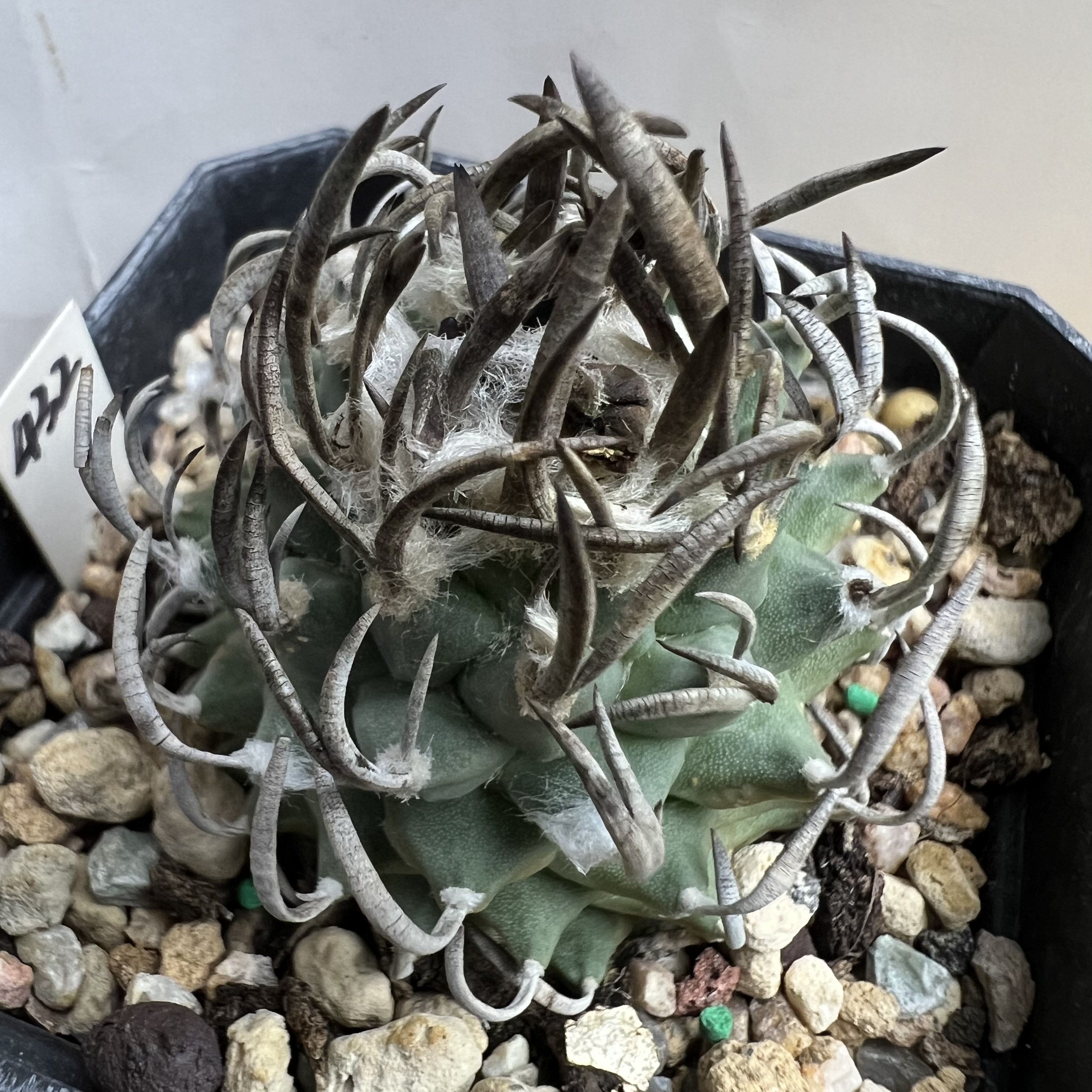 日系粗割刺升龙丸娇丽自根防辐射仙人球块根多肉植物绿植盆栽花卉