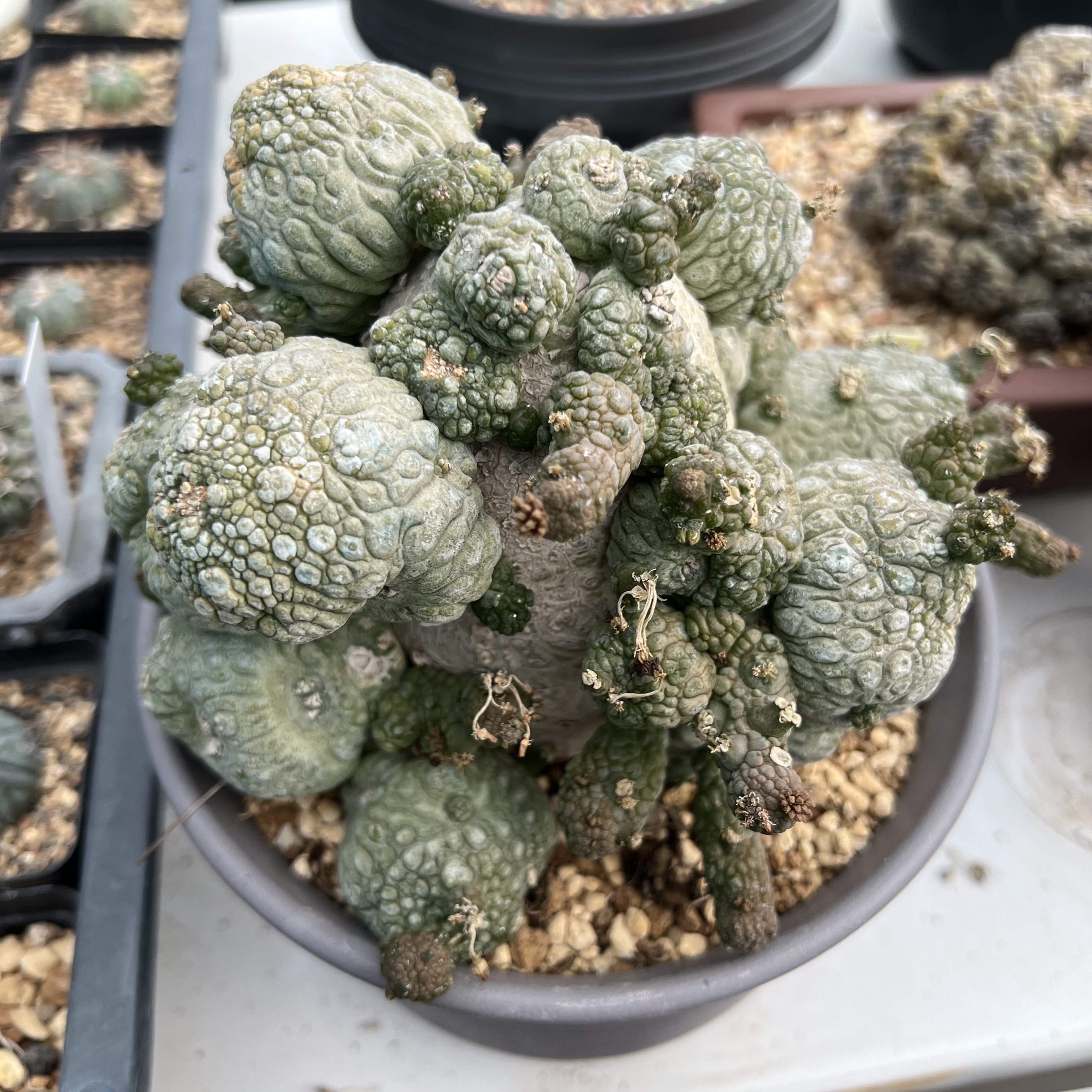 老凝蹄玉群实生仙人球块根多肉植物绿植盆栽花卉龙舌兰卧牛