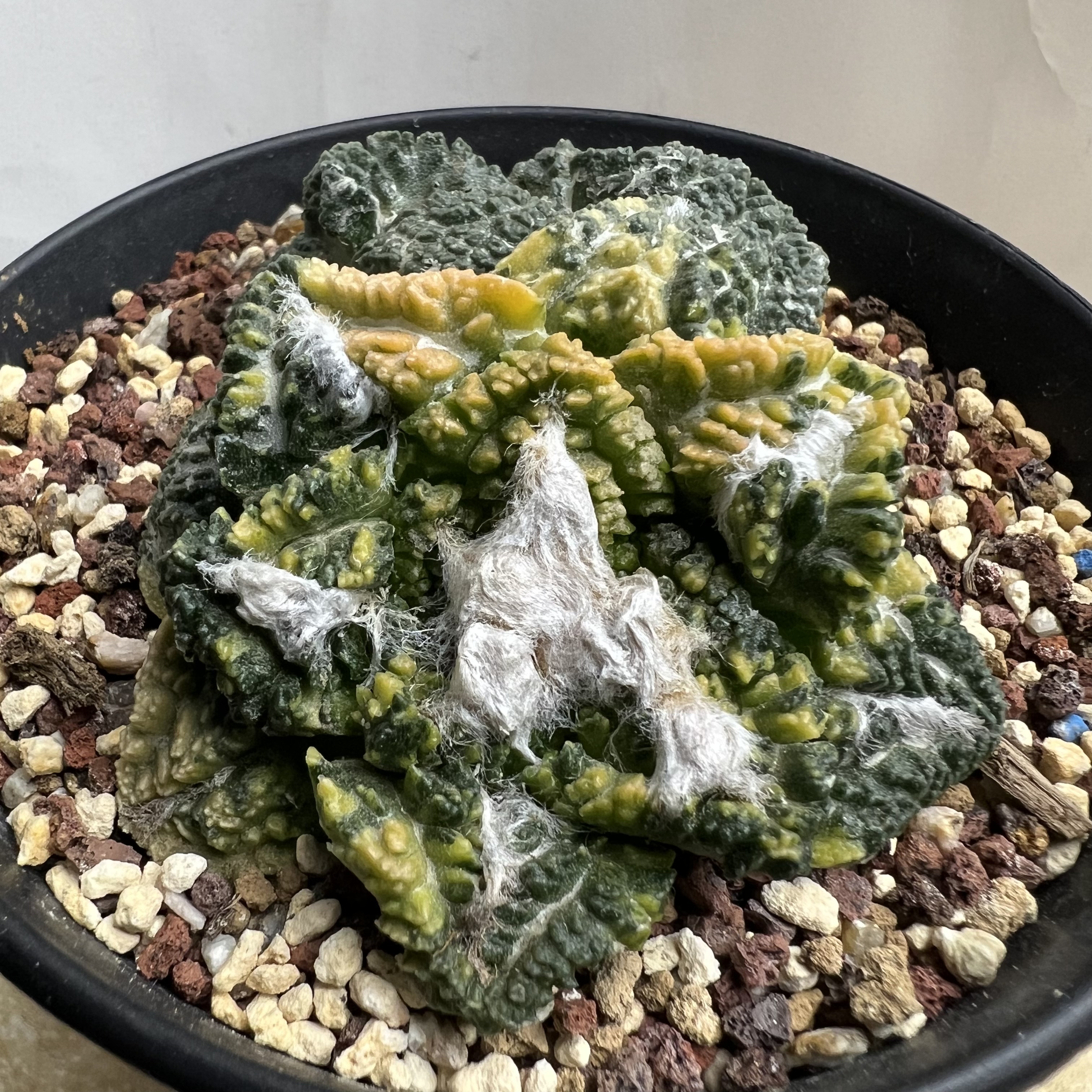 辛顿牡丹锦自根可提盆防辐射仙人球块根多肉植物绿植盆栽花卉