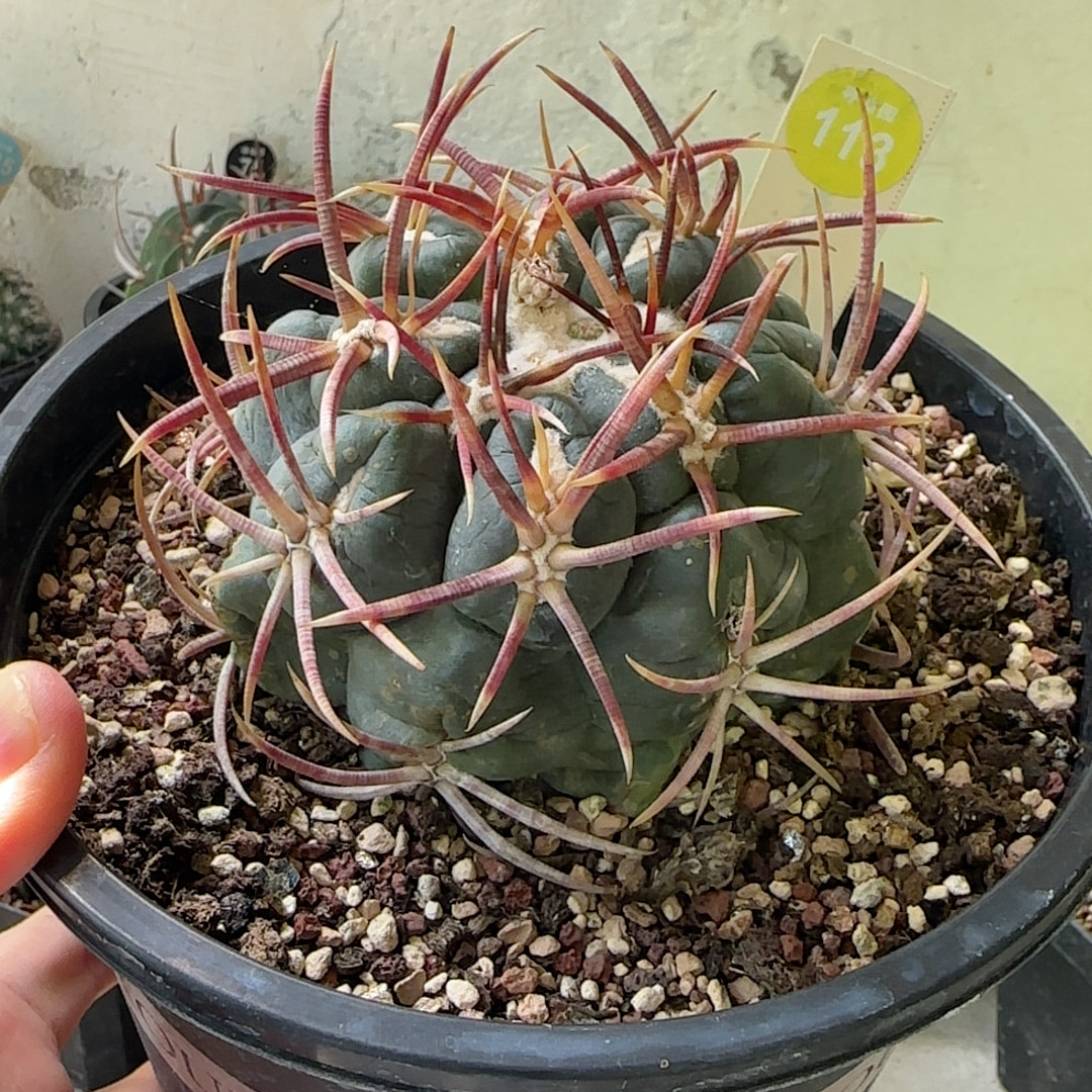 29自根狂豪刺泰刺高木绯冠龙5.4cm