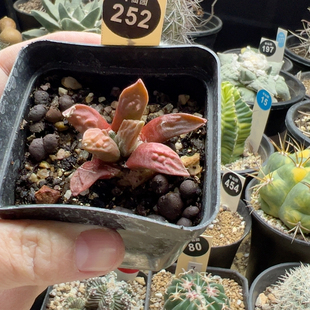 15自根怒涛牡丹锦一棵