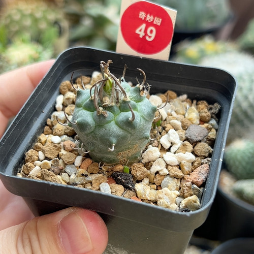 1实生优选娇丽2.8cm