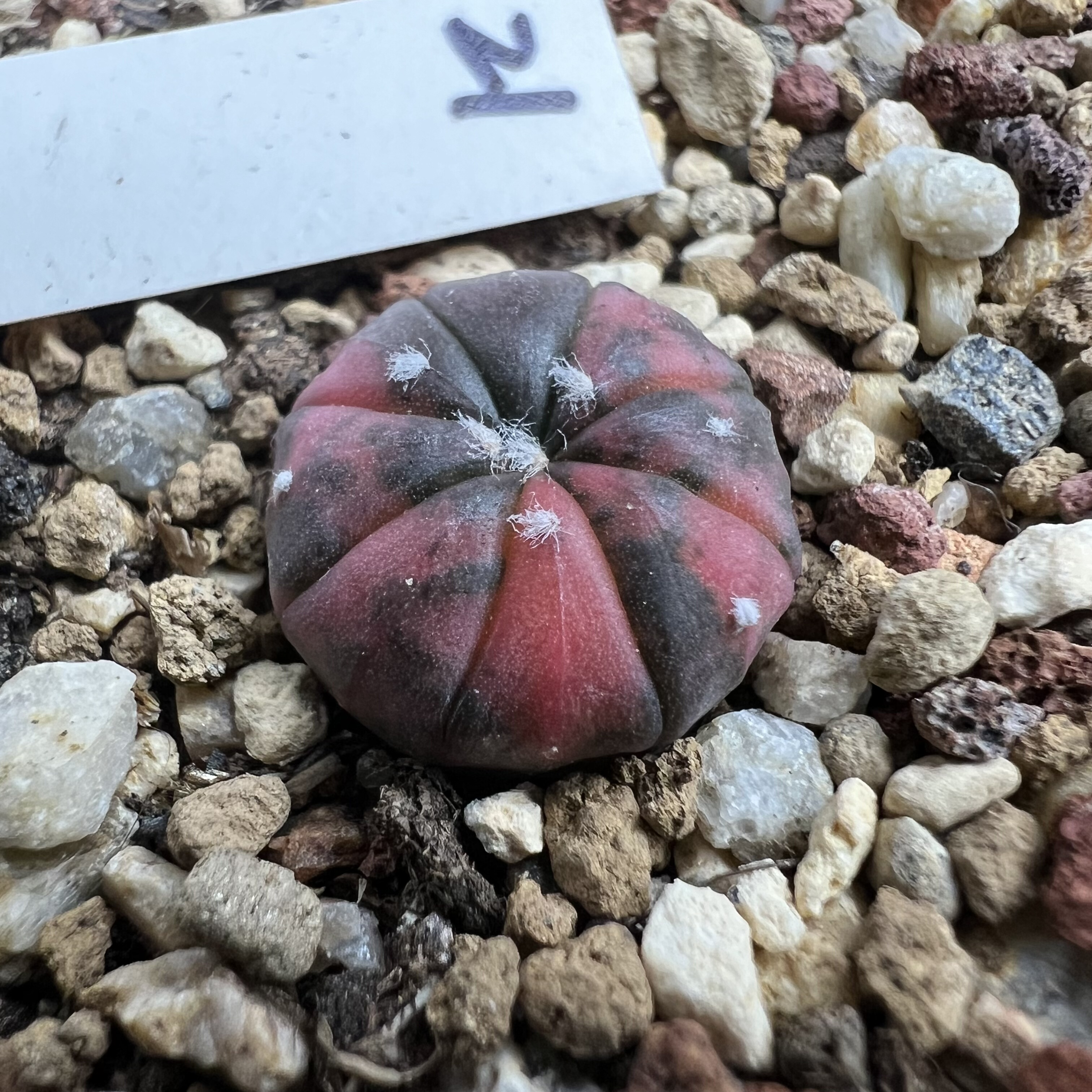 红兜锦实生仙人球块根多肉植物绿植盆栽花卉龙舌兰卧牛