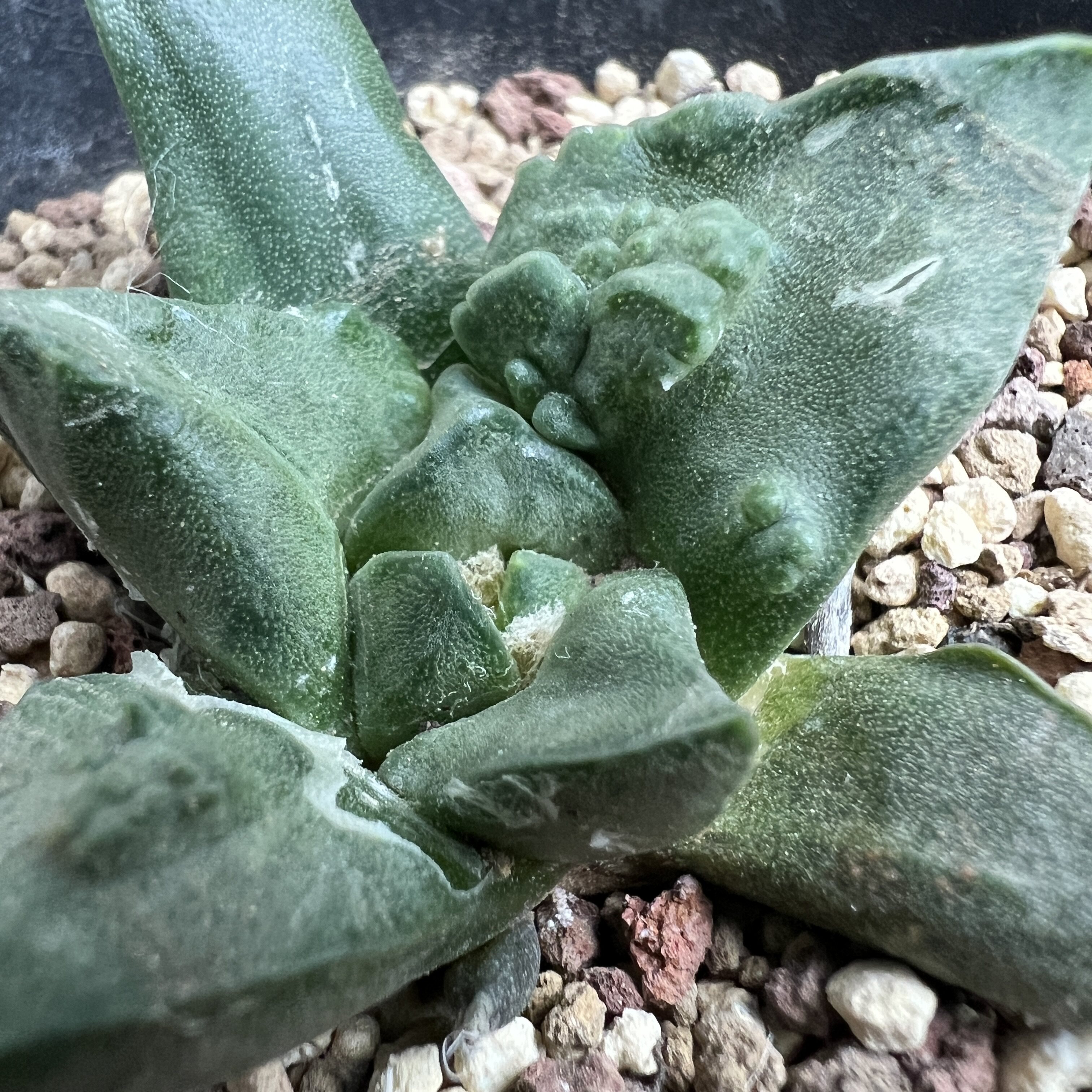 大疣怒涛牡丹实生仙人球块根多肉植物绿植盆栽花卉龙舌兰