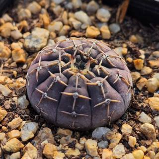 实生怪龙丸仙人球多肉植物裸萼绿植盆栽室内花卉趣味阳台夏季好养