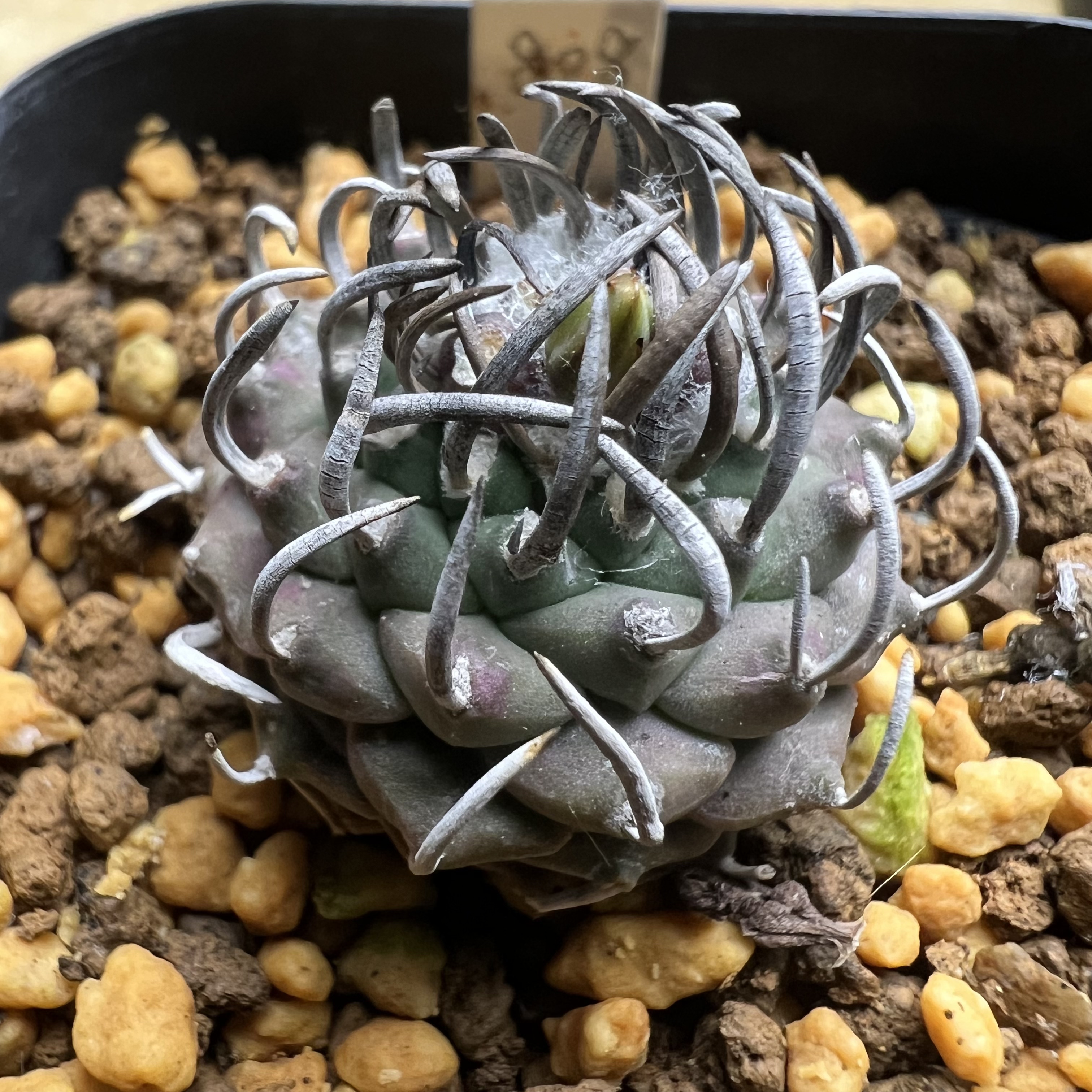豪刺南格瑞特娇丽实生防辐射仙人球块根多肉植物绿植盆栽花卉