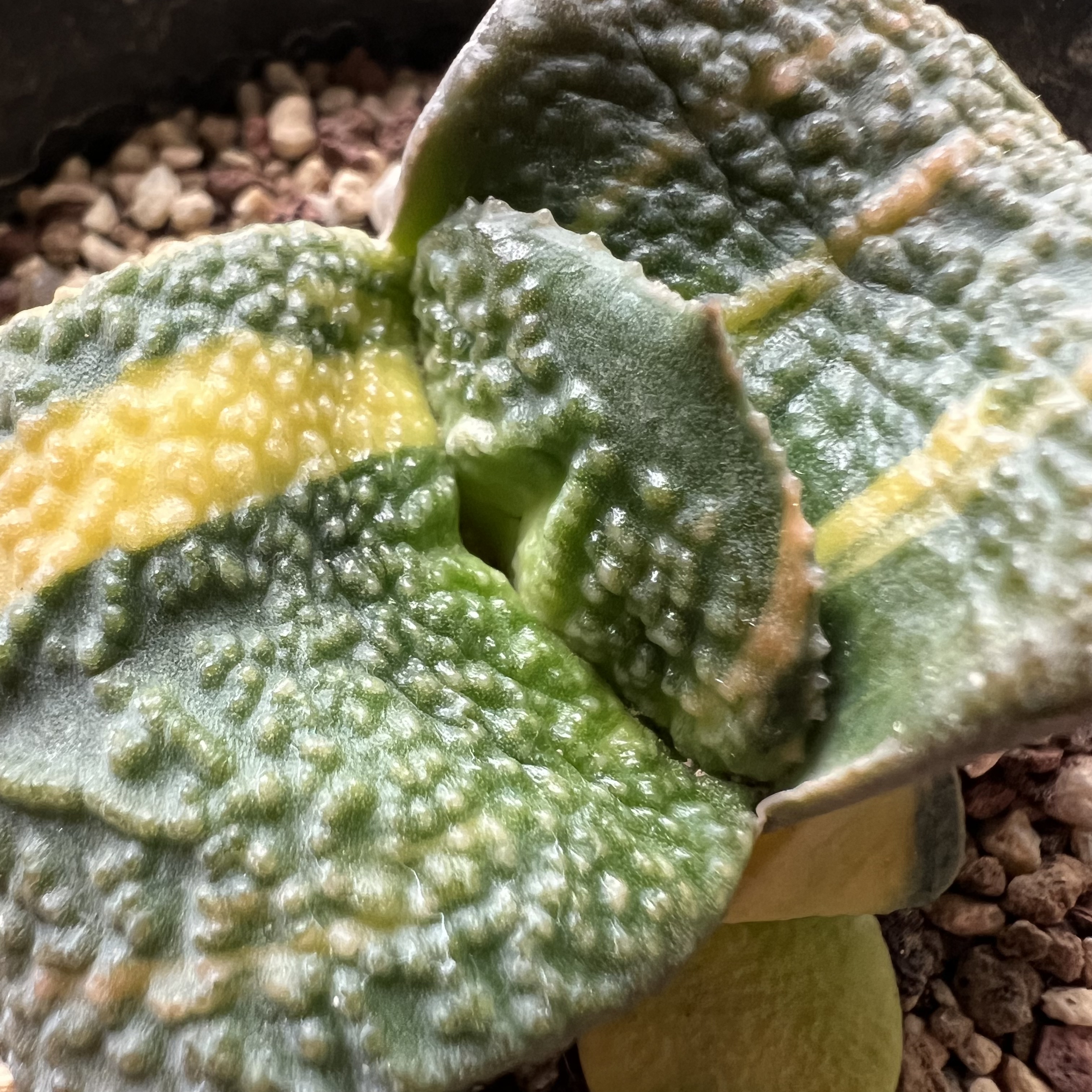 大疣点军配卧牛锦带侧芽仙人球块根多肉植物绿植盆栽花卉龙舌兰