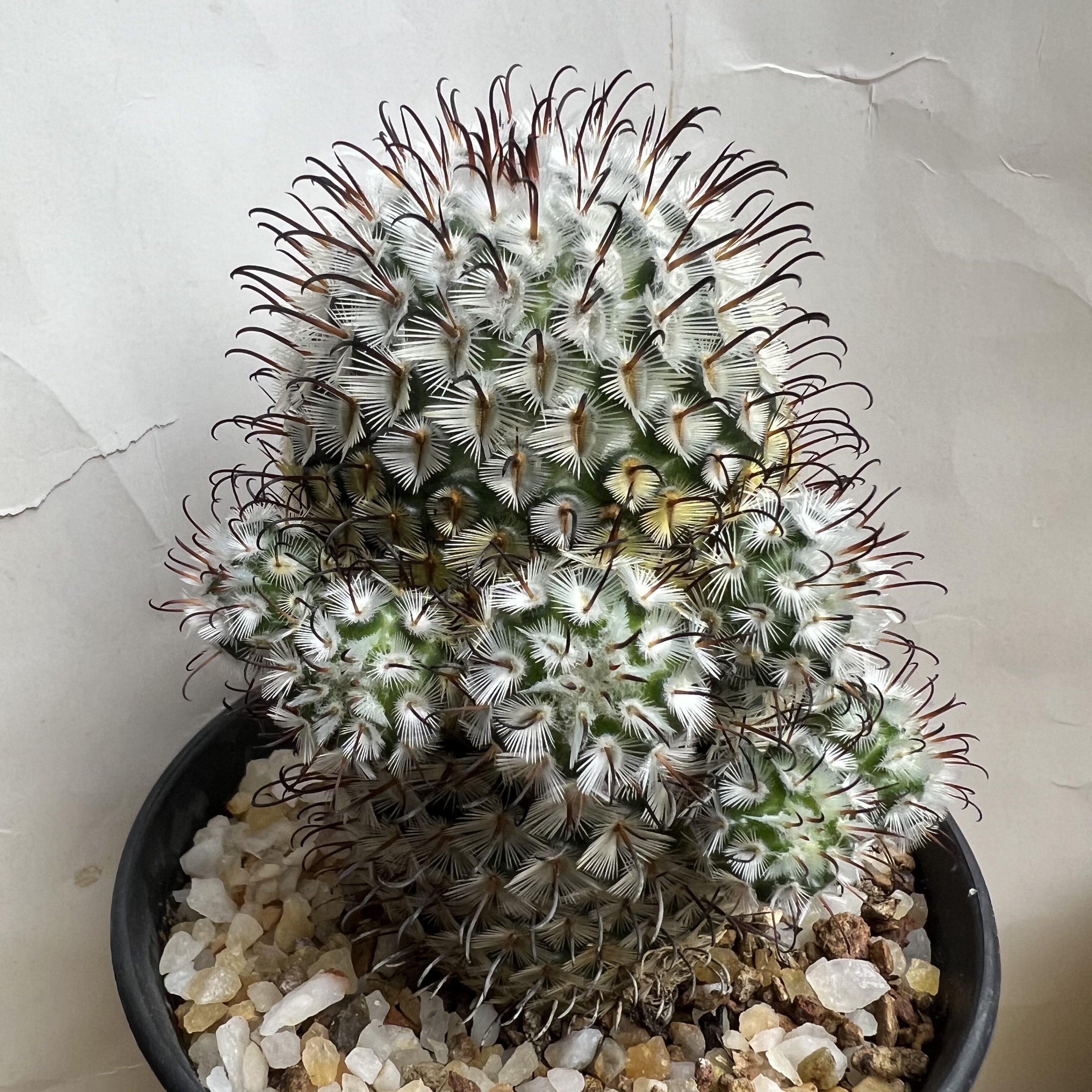 曲刺佩雷群实生防辐射仙人球块根多肉植物绿植盆栽花卉
