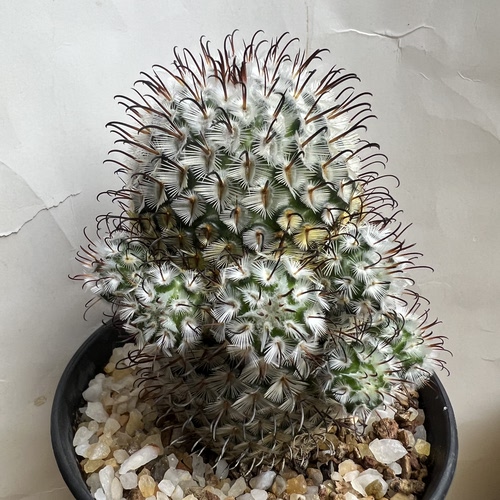 曲刺佩雷群实生防辐射仙人球块根多肉植物绿植盆栽花卉
